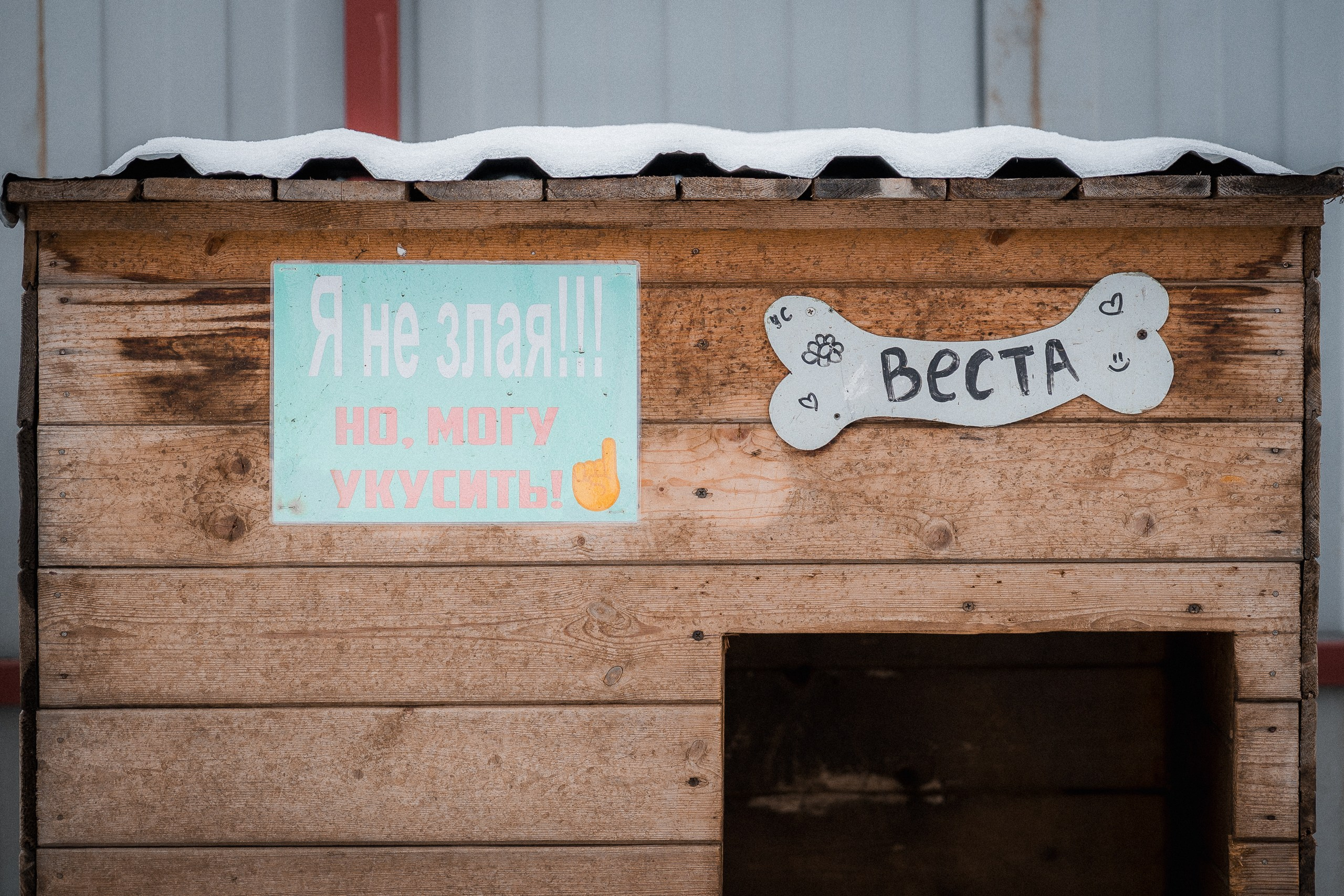 Веста. Улыбка собаки — спасение и пристройство бездомных собак