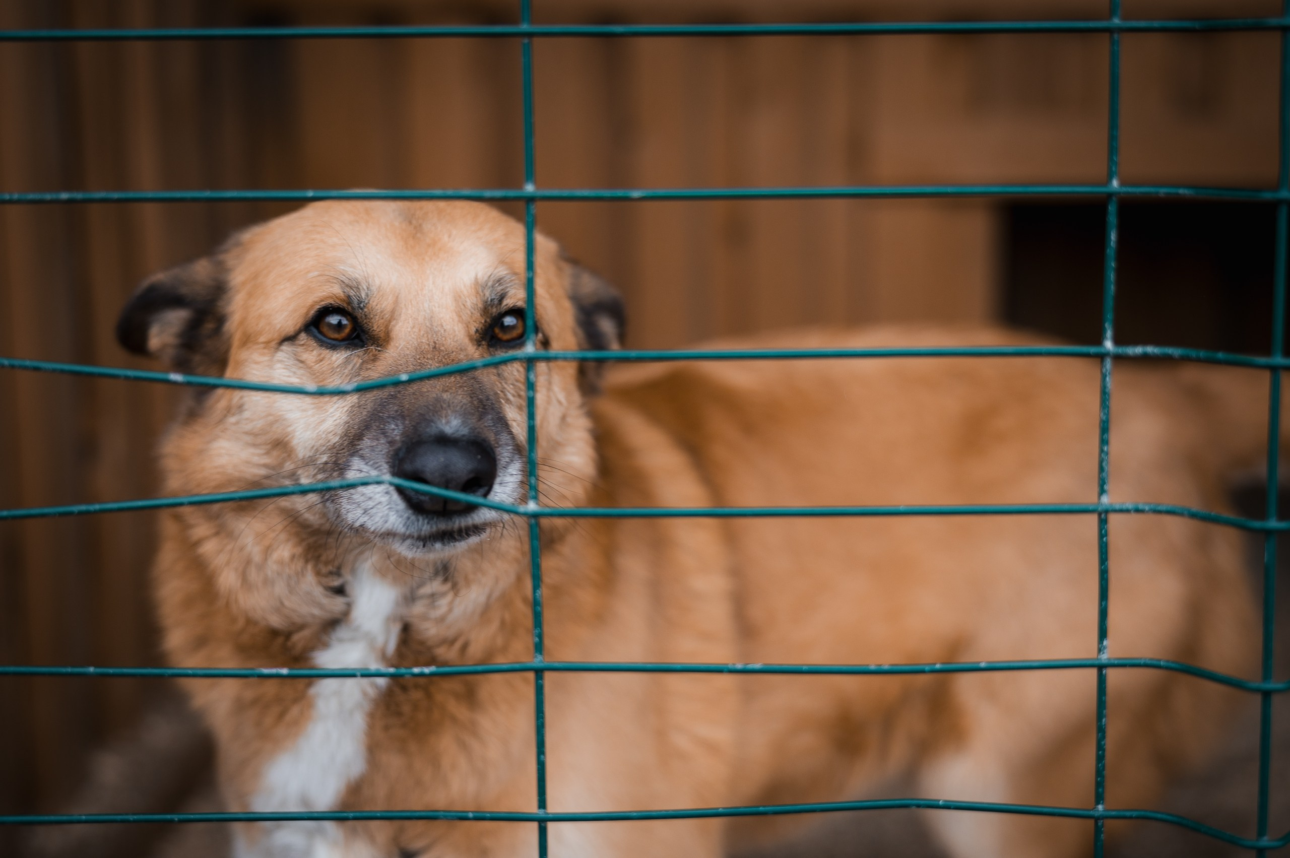Эльза. Улыбка собаки — спасение и пристройство бездомных собак