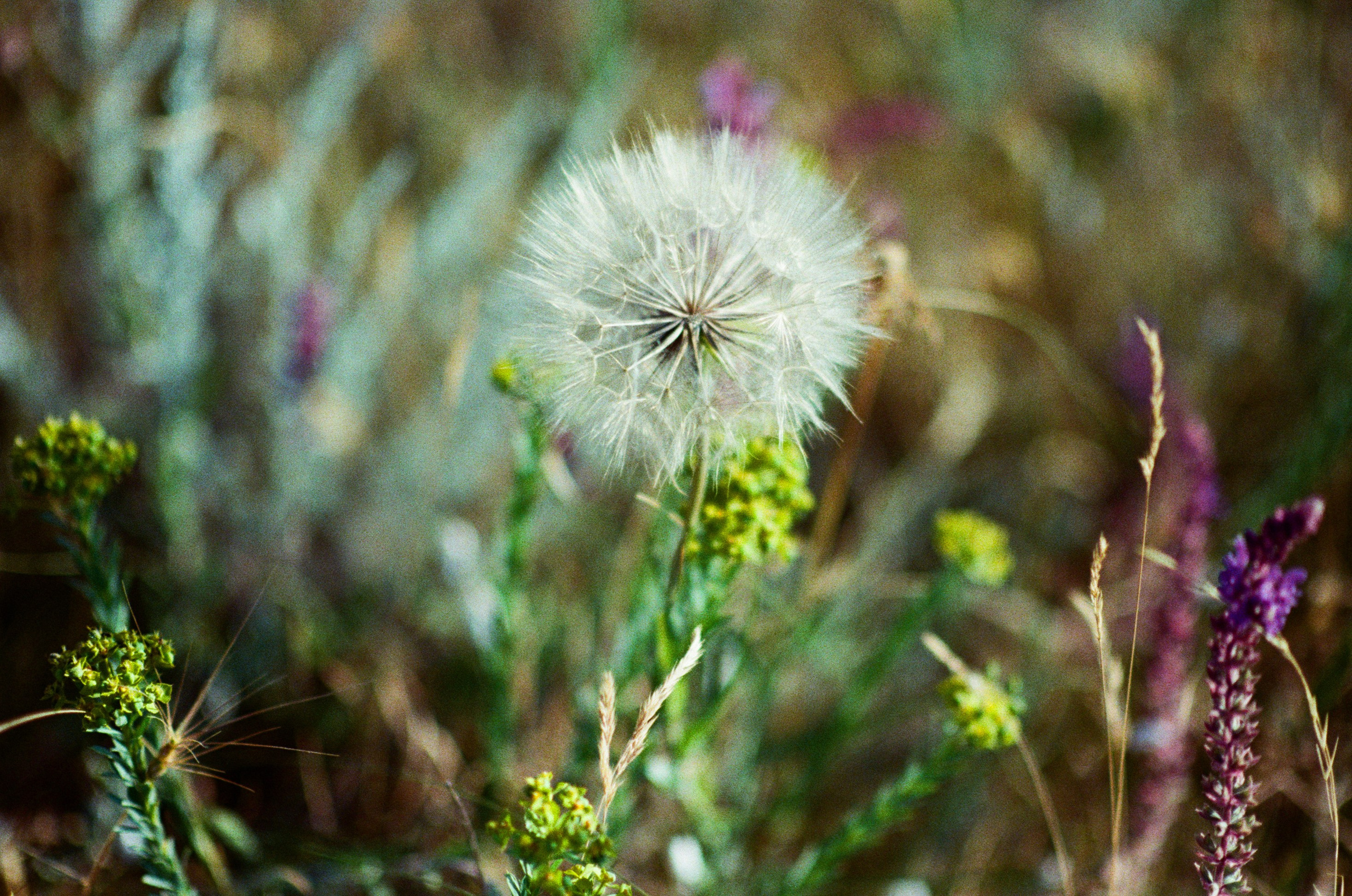 Silver strings // ukraine, crimea VII. EVER EXPOSED