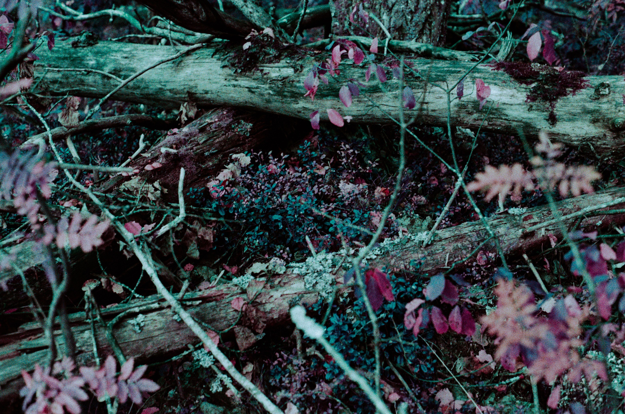 Purple overdose. EVER EXPOSED