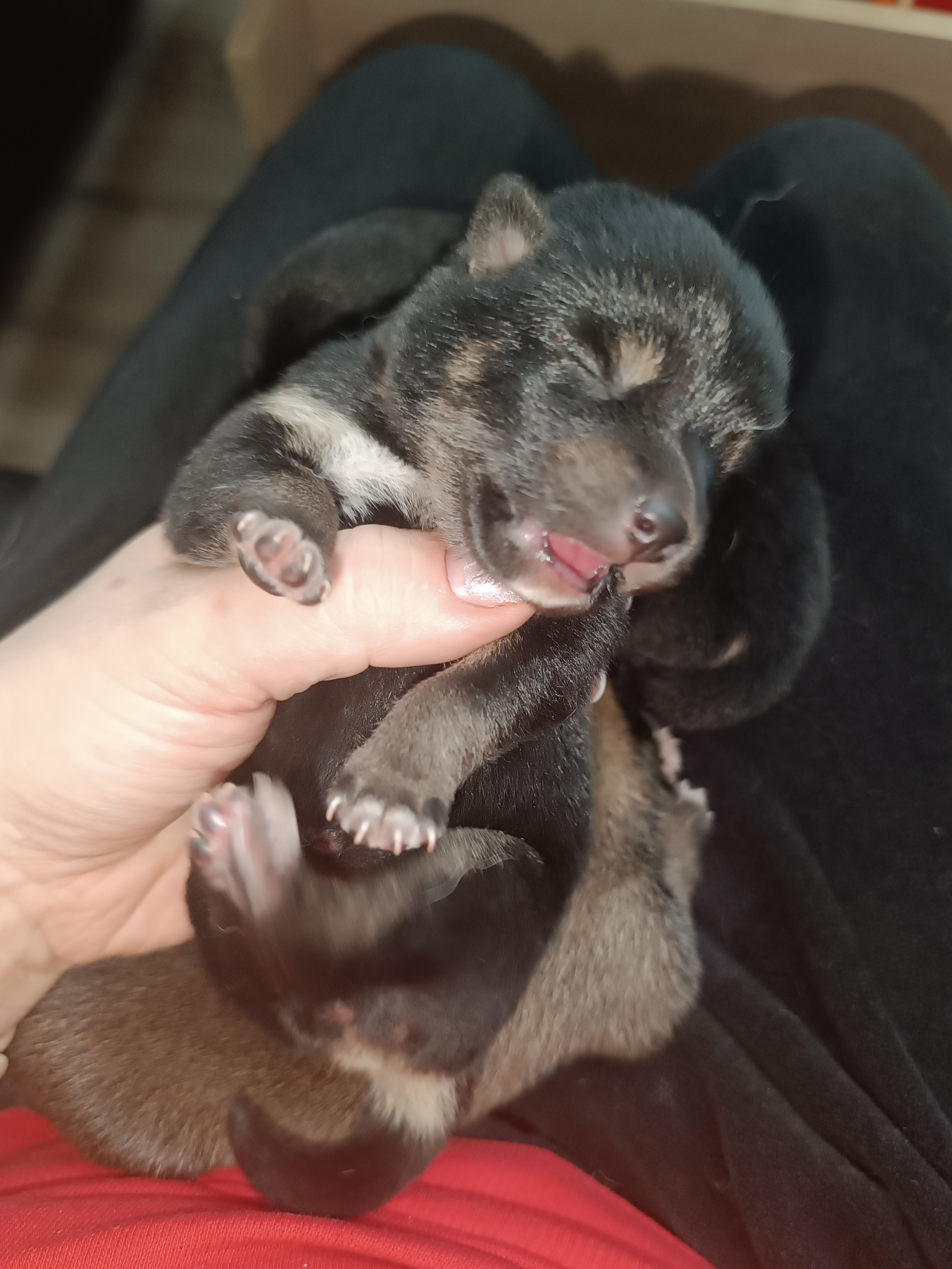 сиба питомник Рубилайт щенки на продажу rubylight  сиба щенки купить СПб Санкт-Петербург 