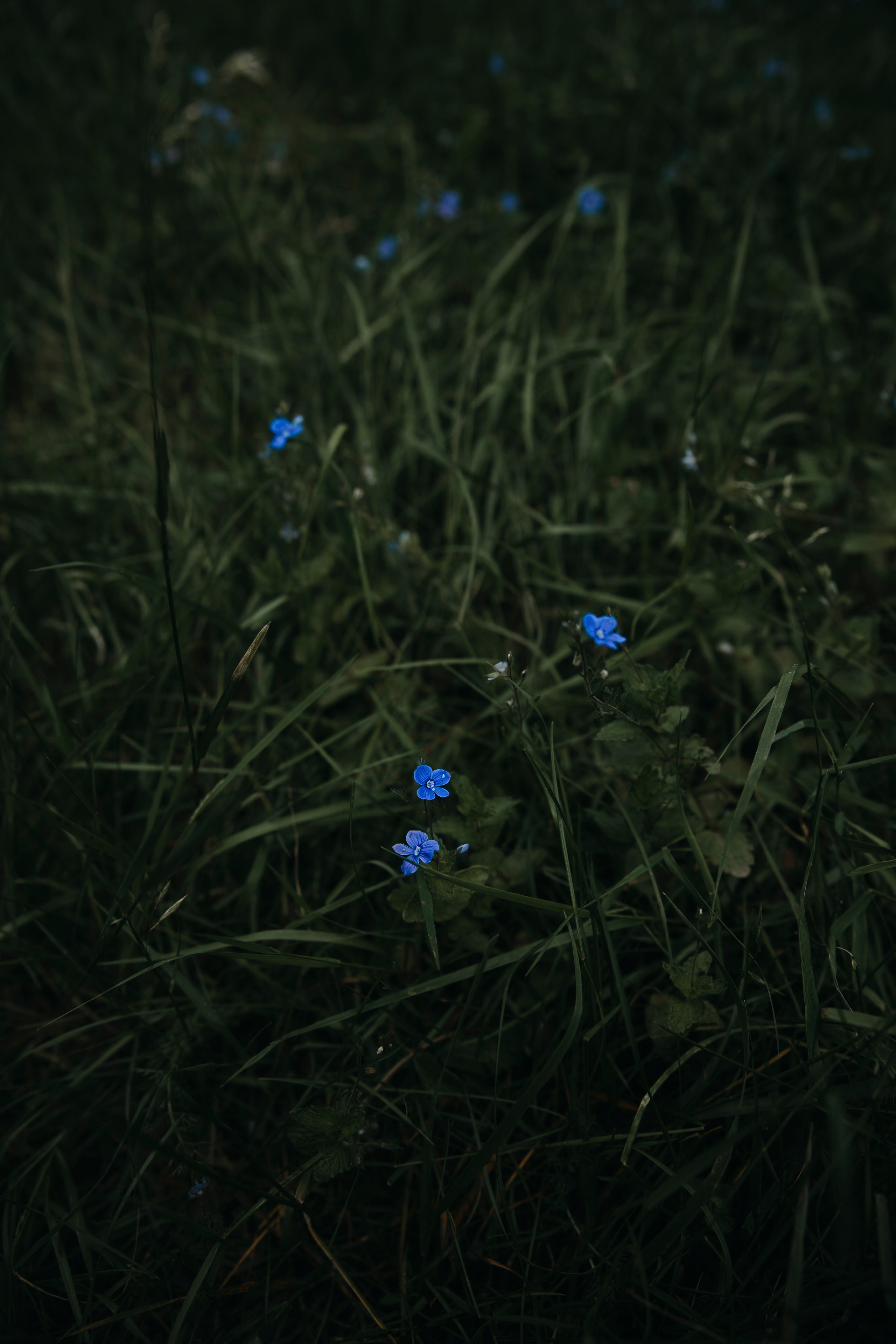Съемка с собакой. Анастасия Белаш