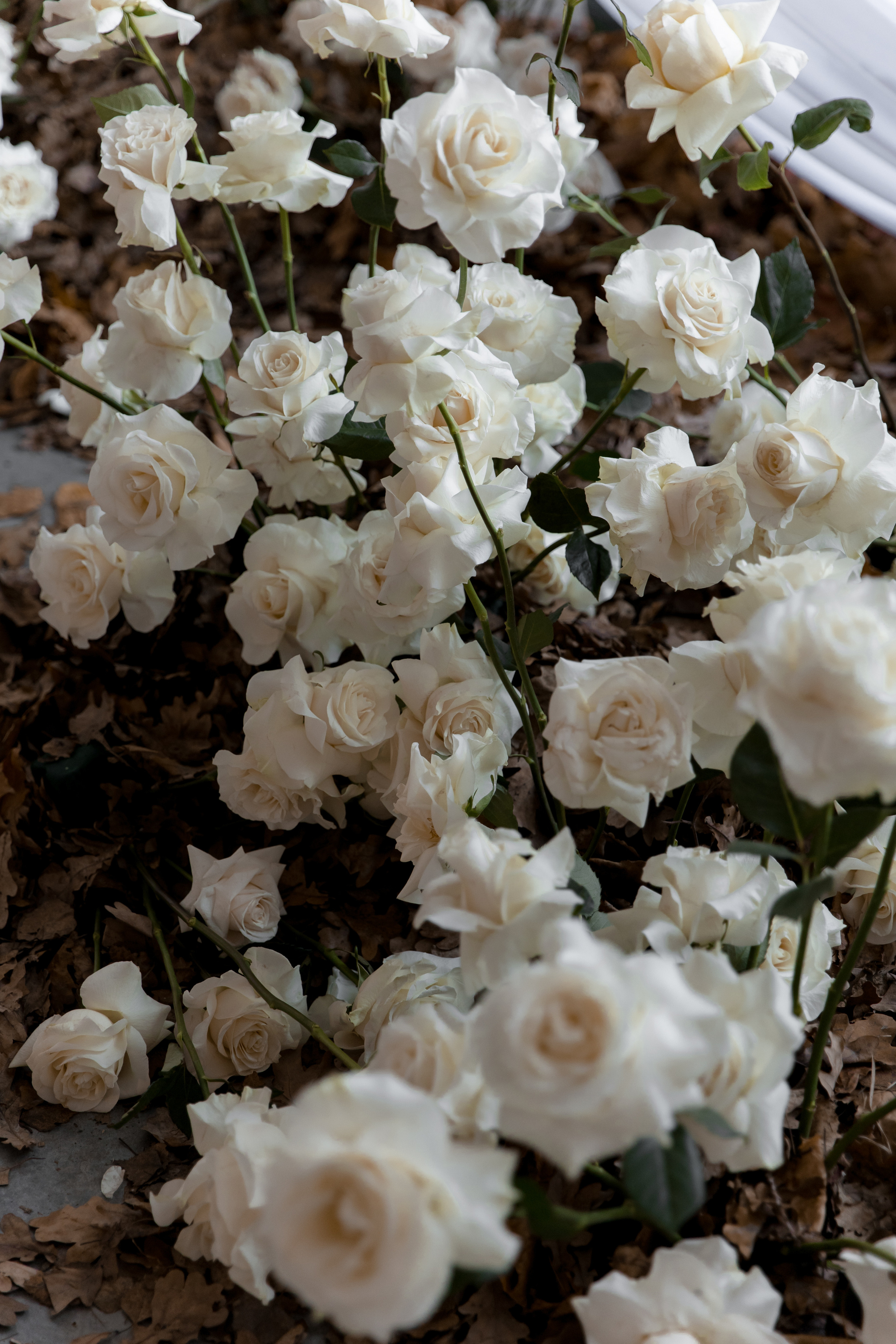 Анастасия и Кирилл. Свадебный фотограф Кристина Винокурова