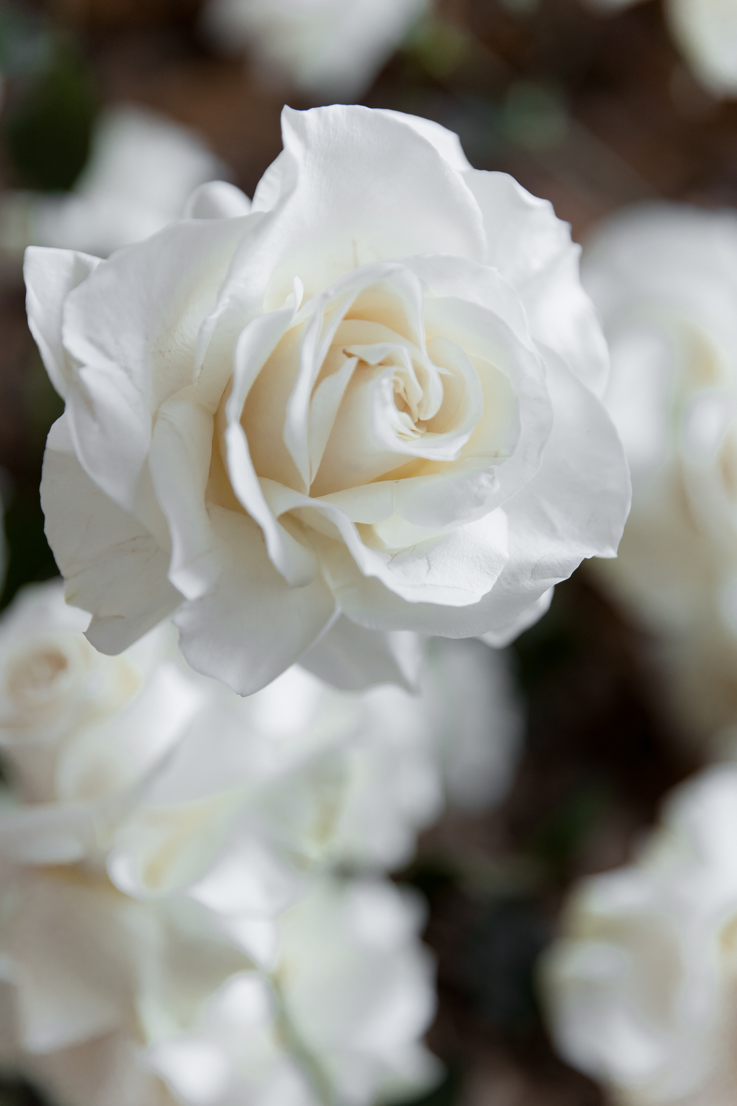 Анастасия и Кирилл. Свадебный фотограф Кристина Винокурова