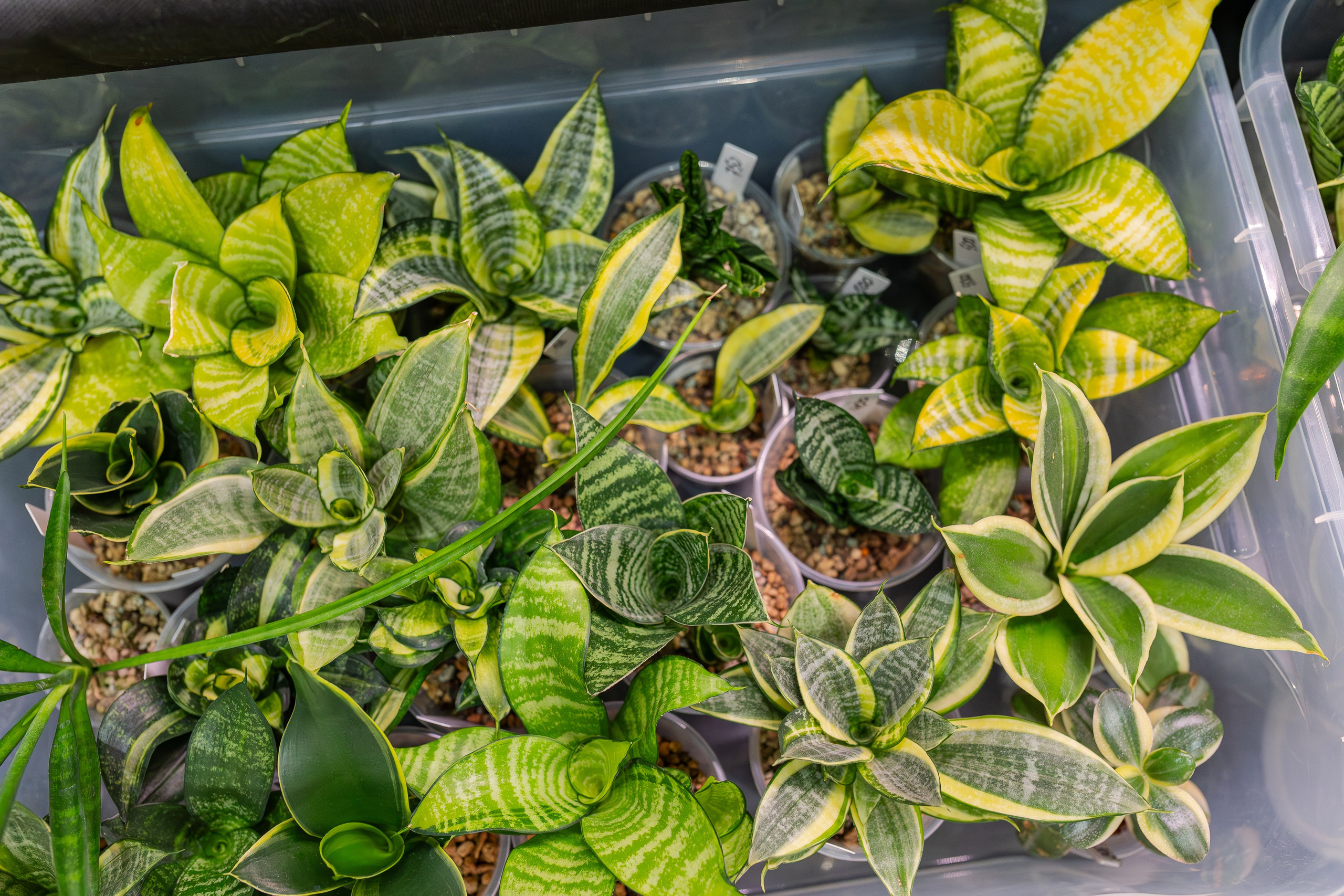 Монстериум апрель 2026. Александра Куликова фотограф, Москва