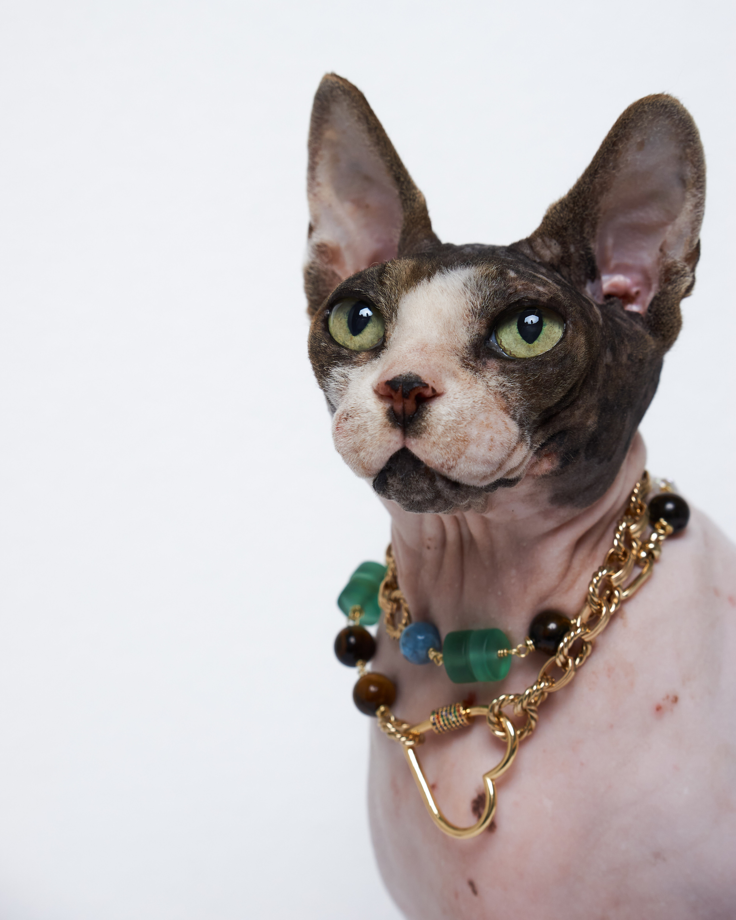 Cats. Фотограф для брендов одежды в Москве Diana Polupanenko