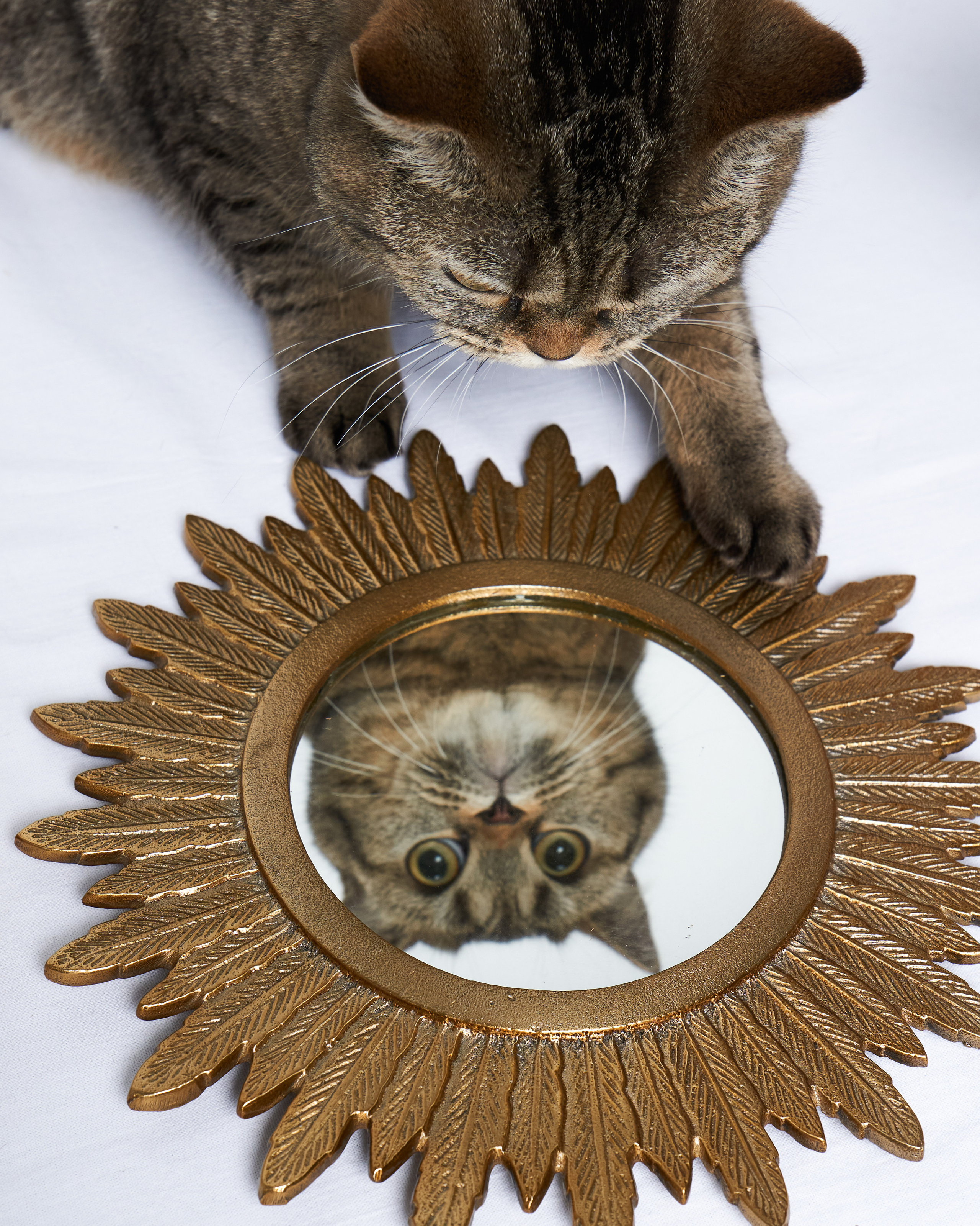 Cats. Фотограф для брендов одежды в Москве Diana Polupanenko