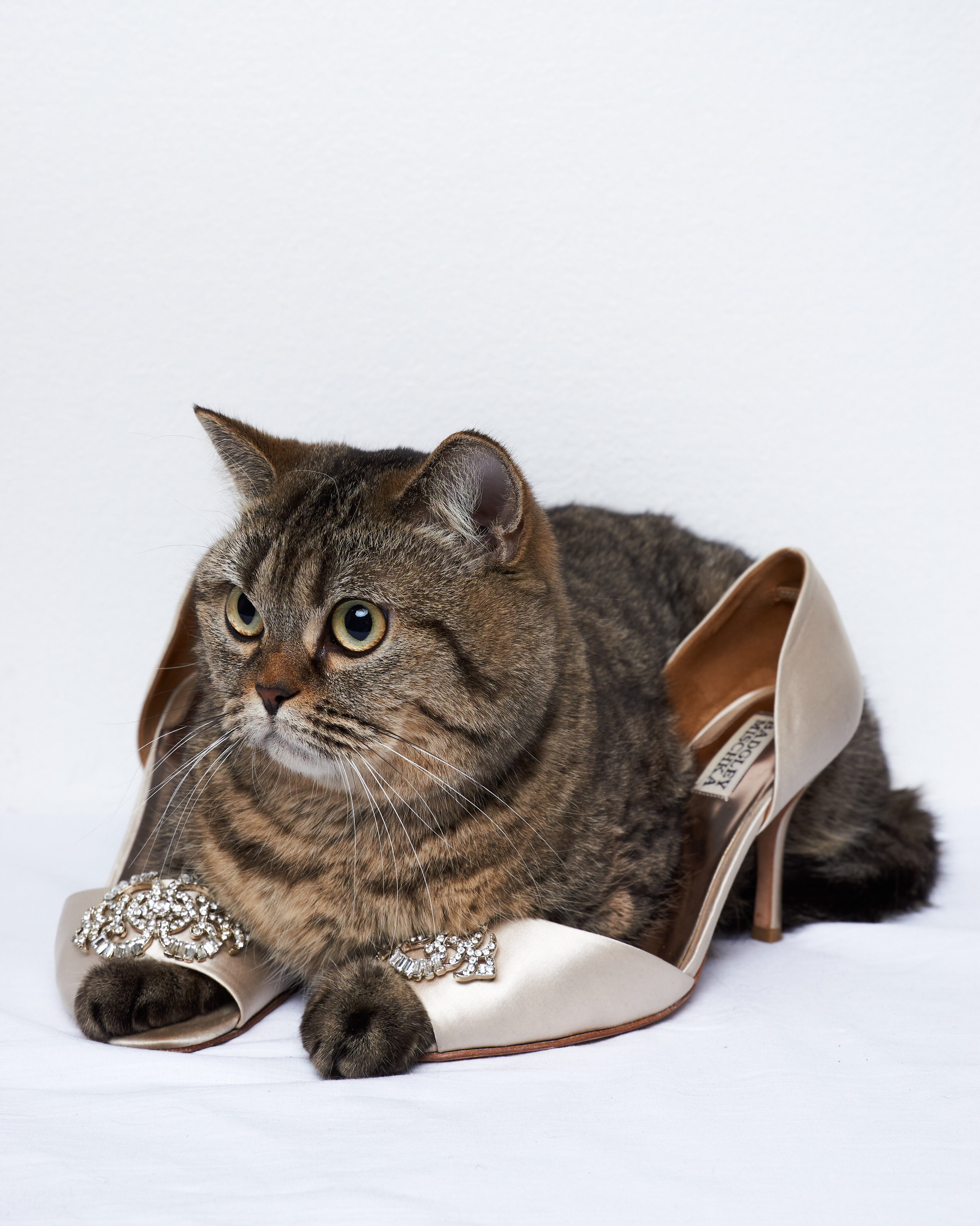 Cats. Фотограф для брендов одежды в Москве Diana Polupanenko