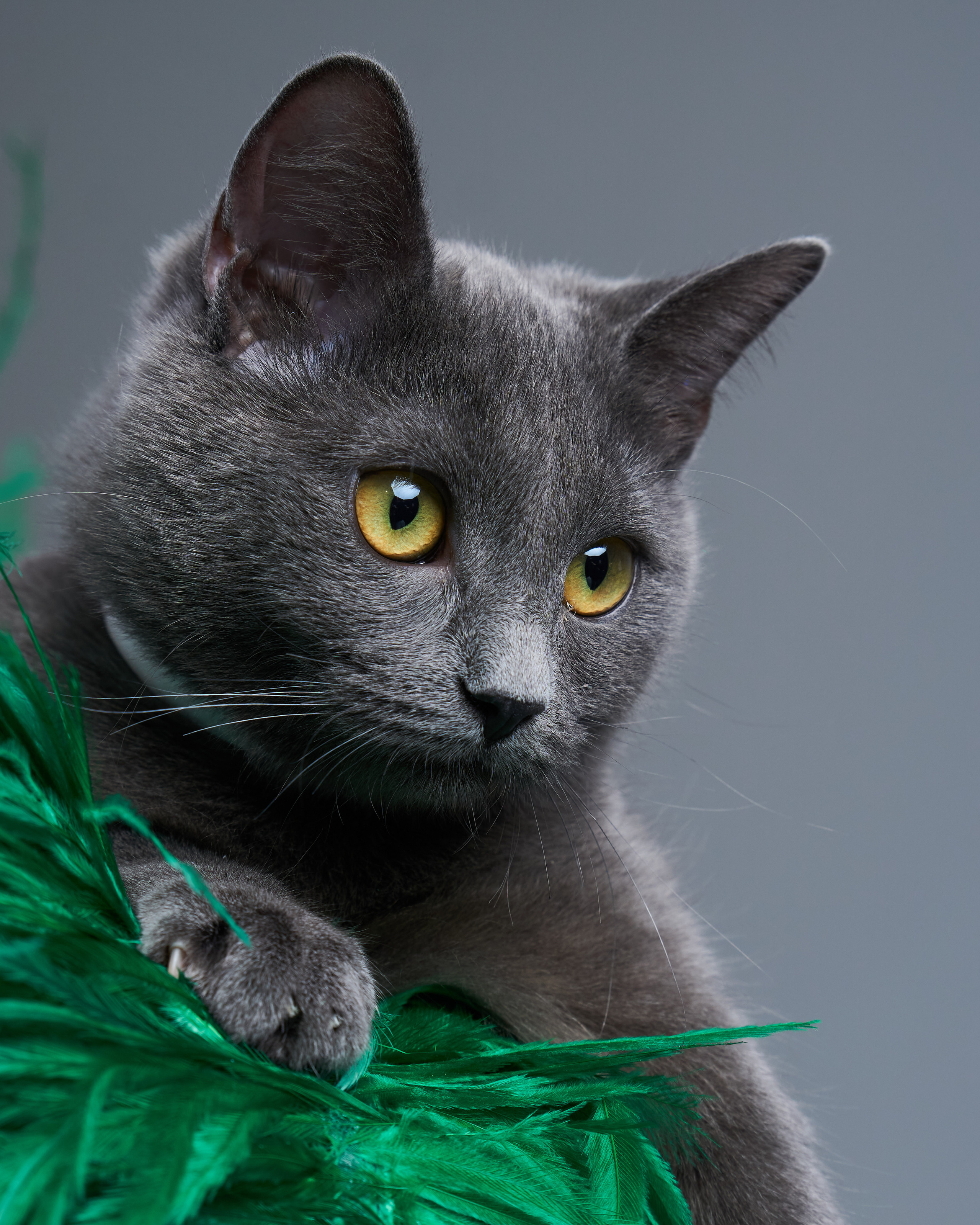 Cats. Фотограф для брендов одежды в Москве Diana Polupanenko