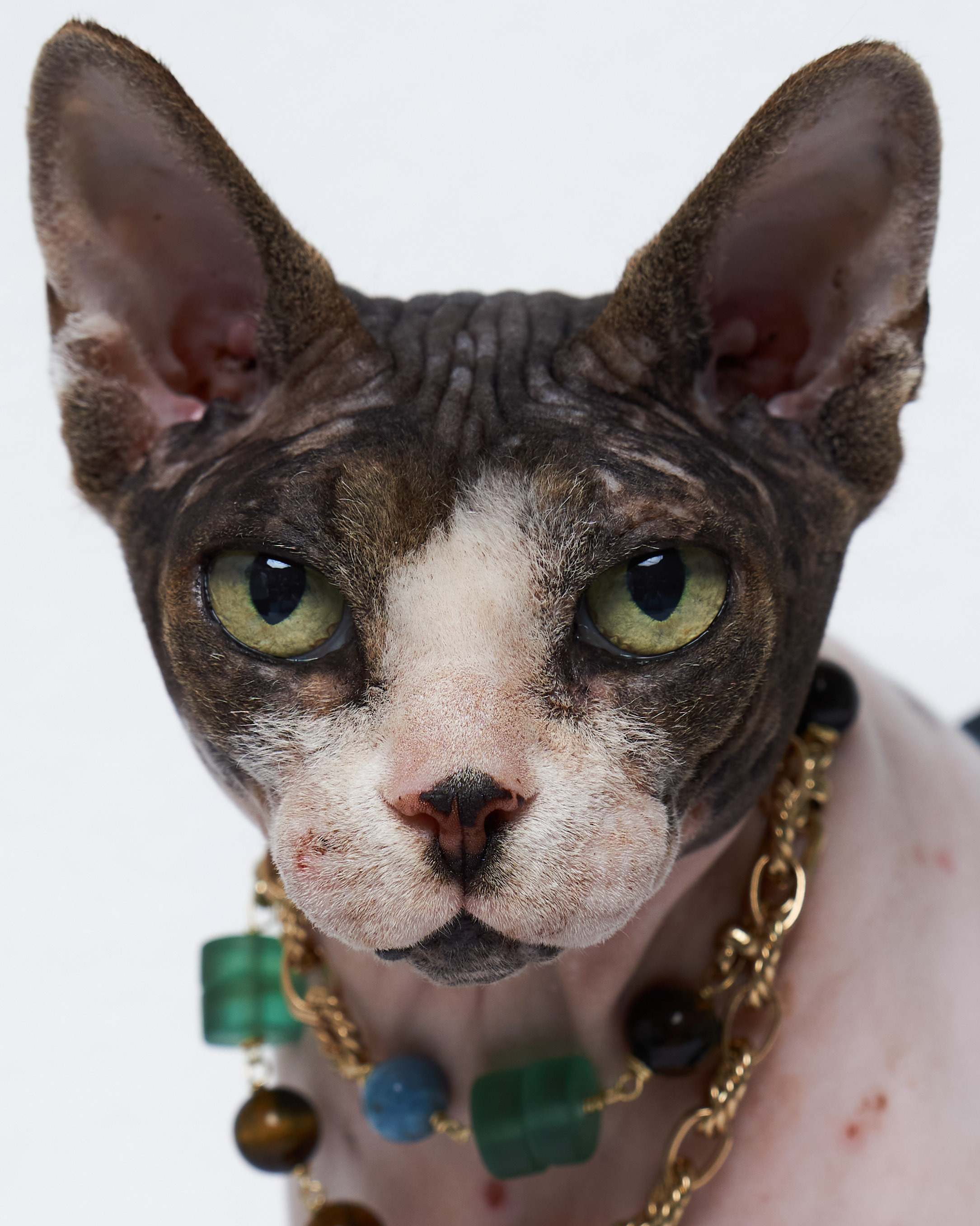 Cats. Фотограф для брендов одежды в Москве Diana Polupanenko