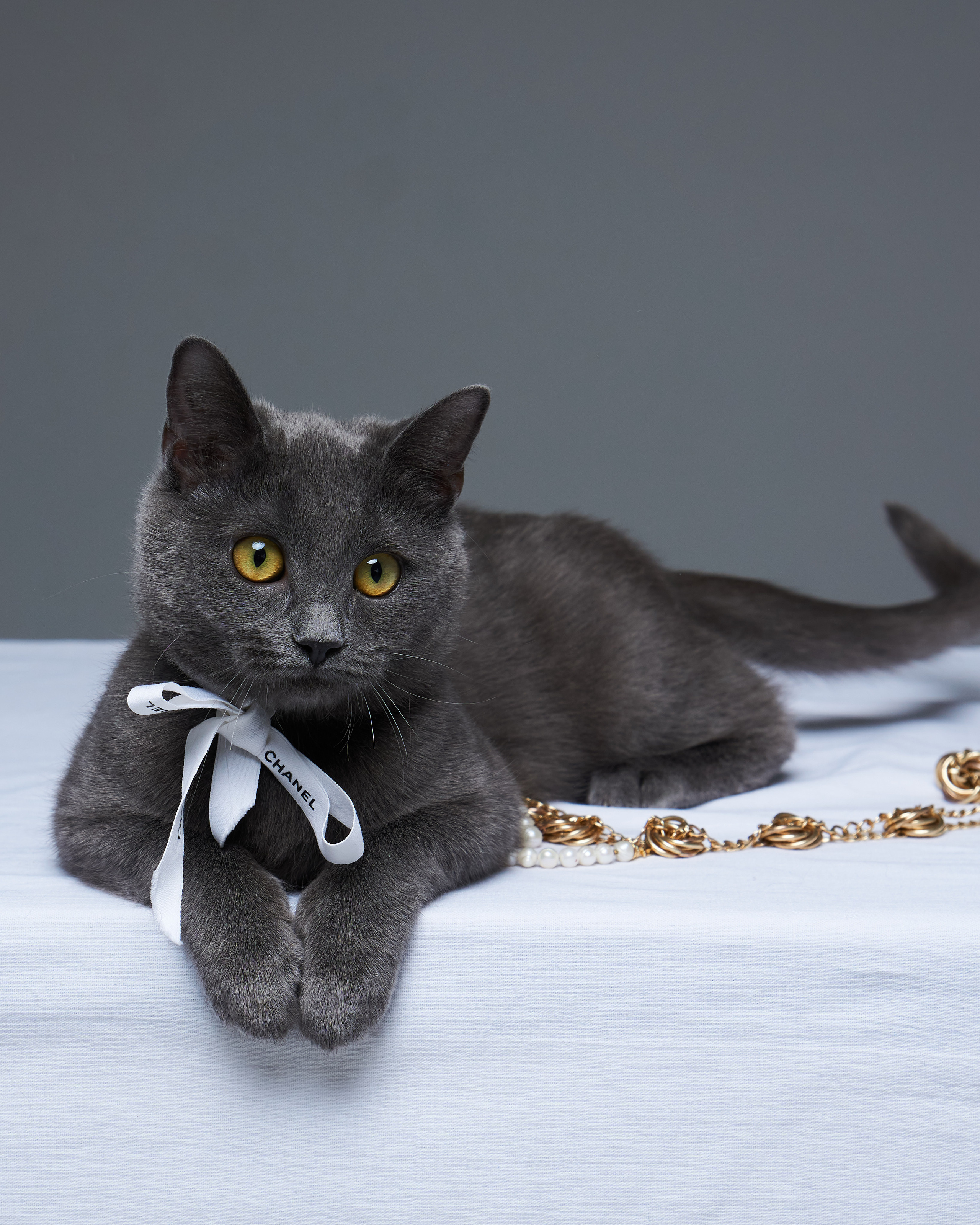 Cats. Фотограф для брендов одежды в Москве Diana Polupanenko