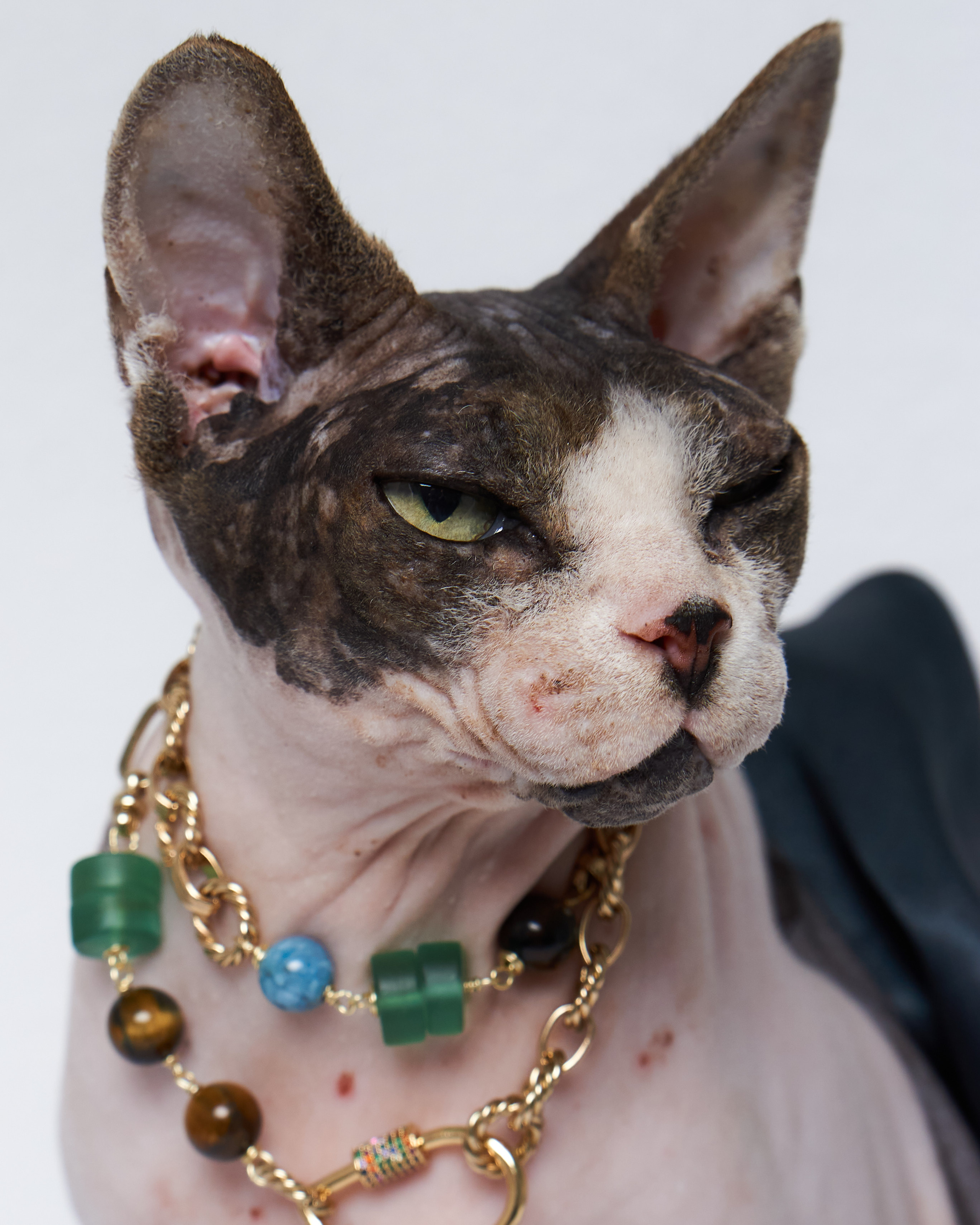 Cats. Фотограф для брендов одежды в Москве Diana Polupanenko