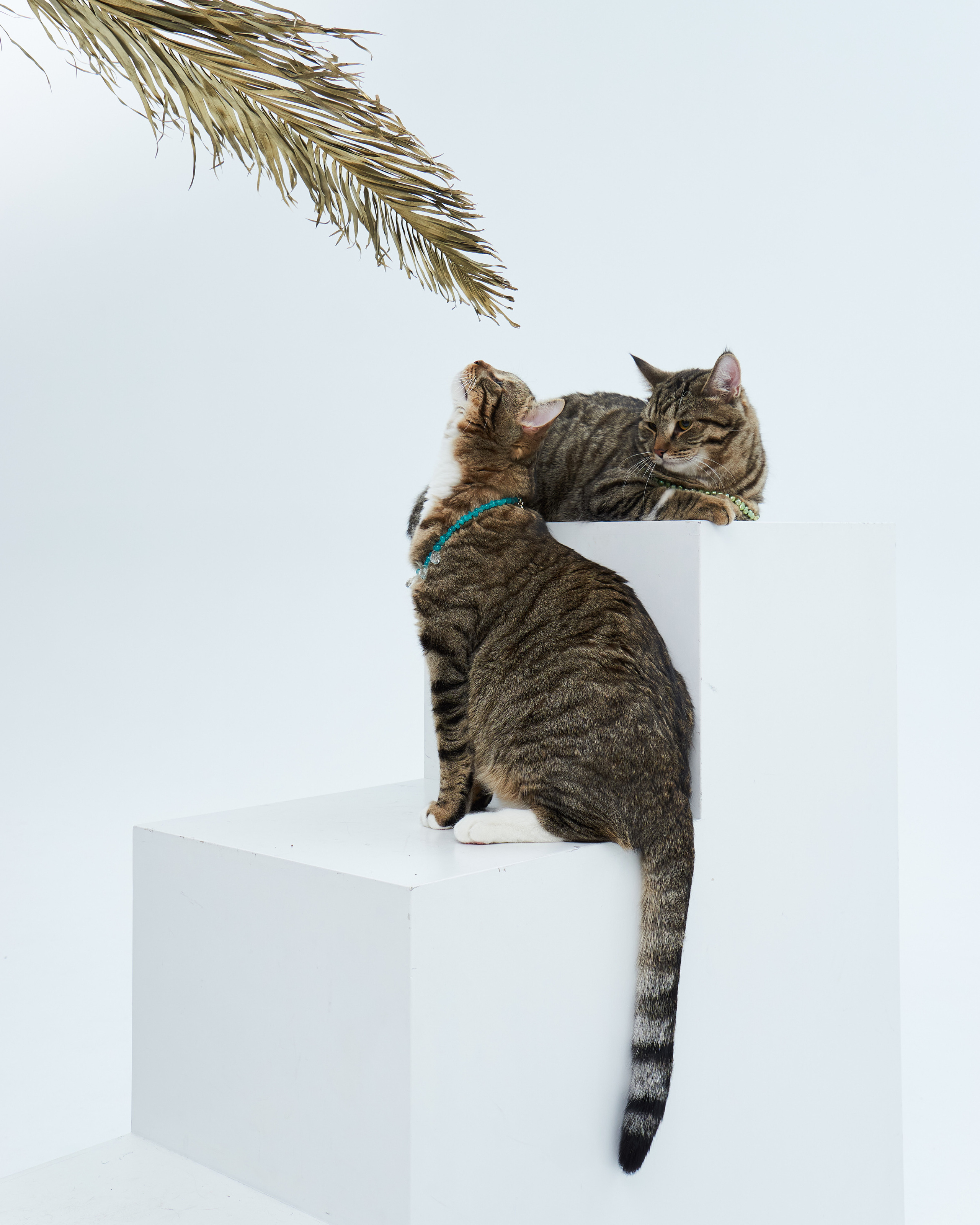 Cats. Фотограф для брендов одежды в Москве Diana Polupanenko