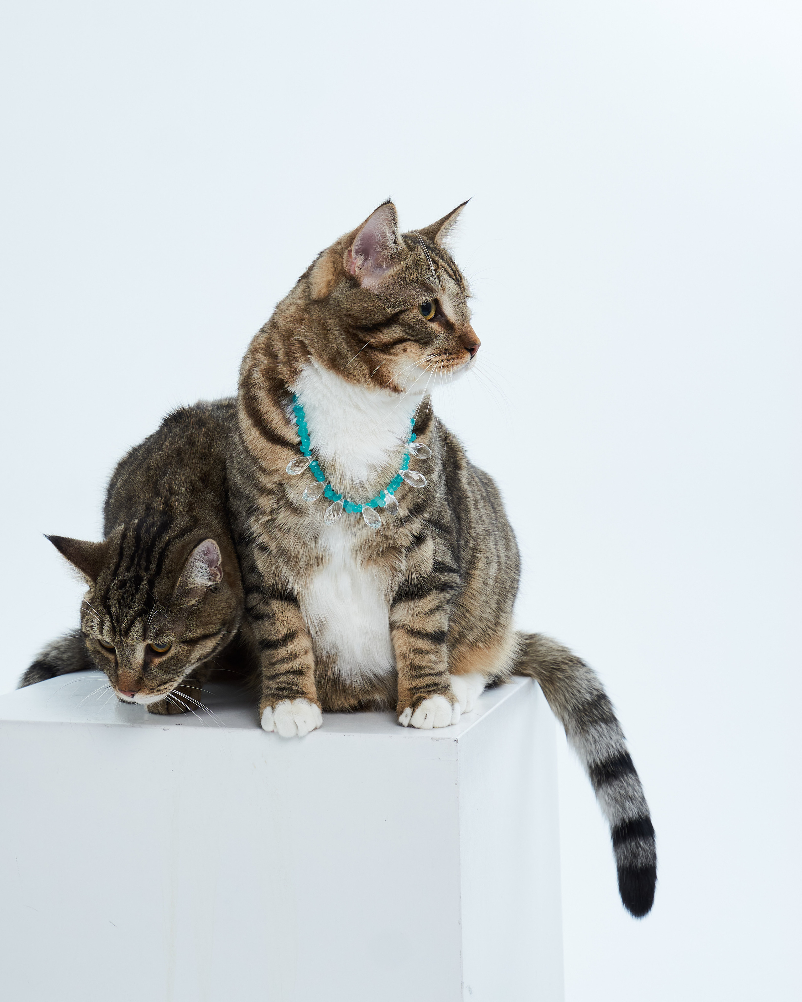 Cats. Фотограф для брендов одежды в Москве Diana Polupanenko