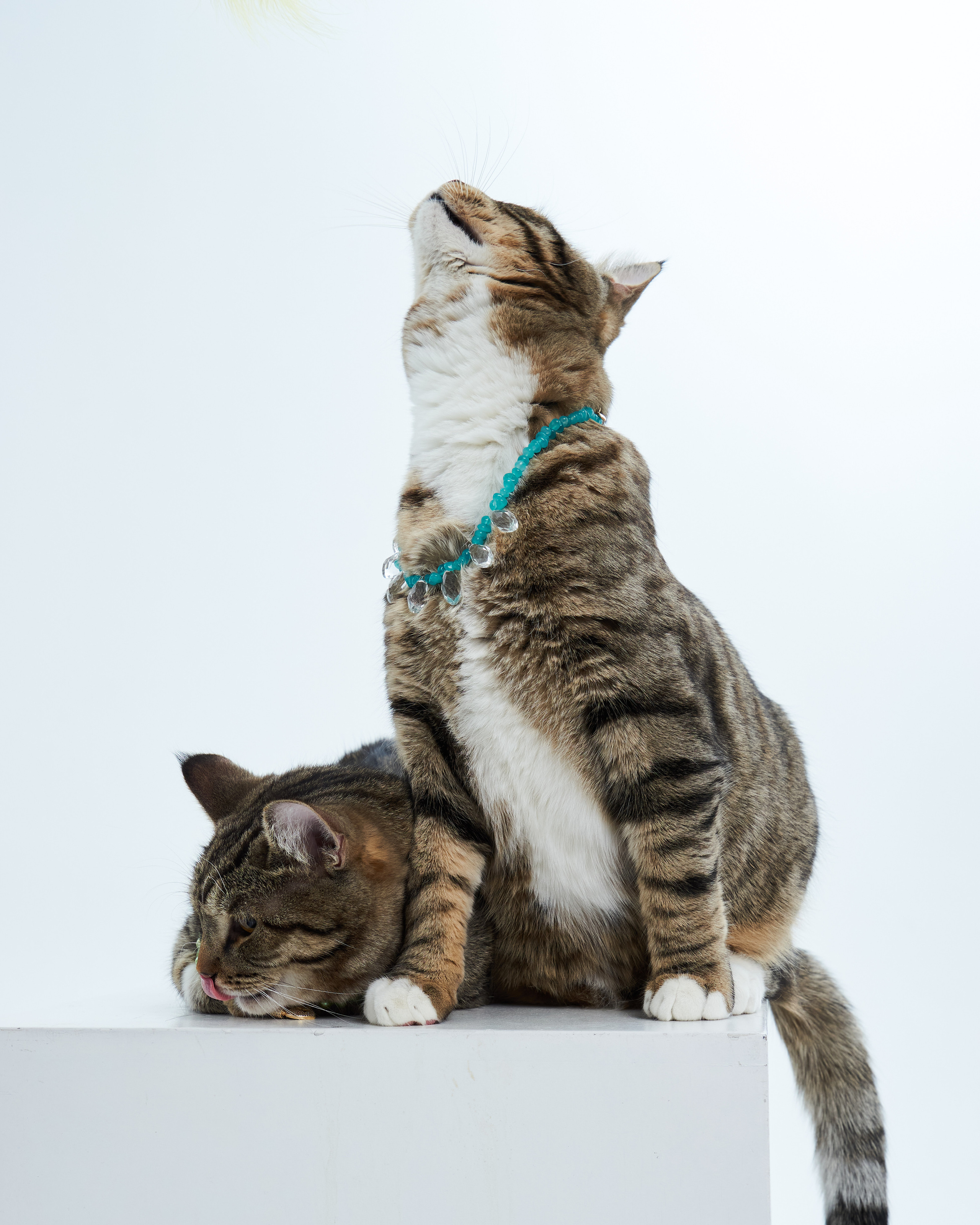 Cats. Фотограф для брендов одежды в Москве Diana Polupanenko