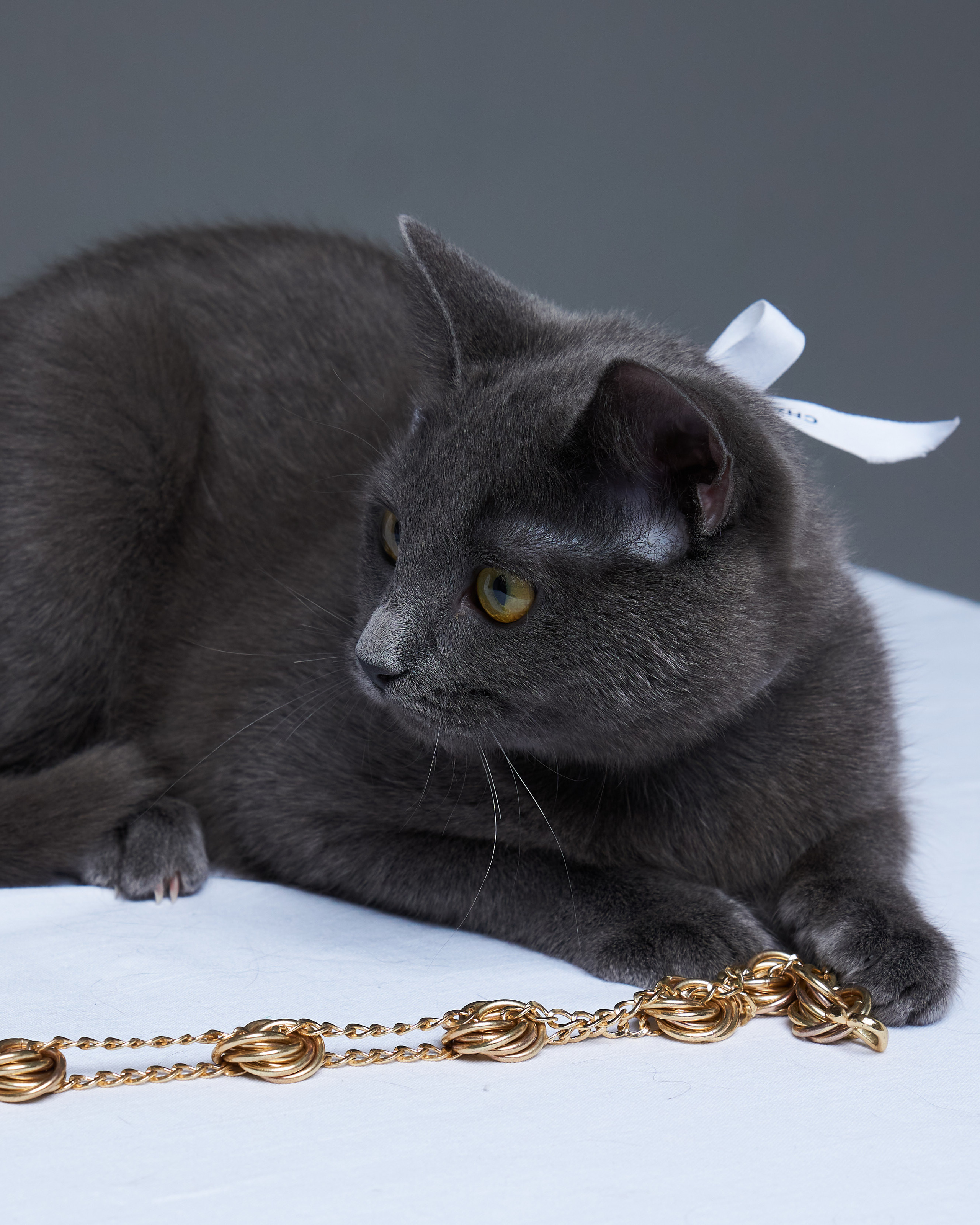 Cats. Фотограф для брендов одежды в Москве Diana Polupanenko