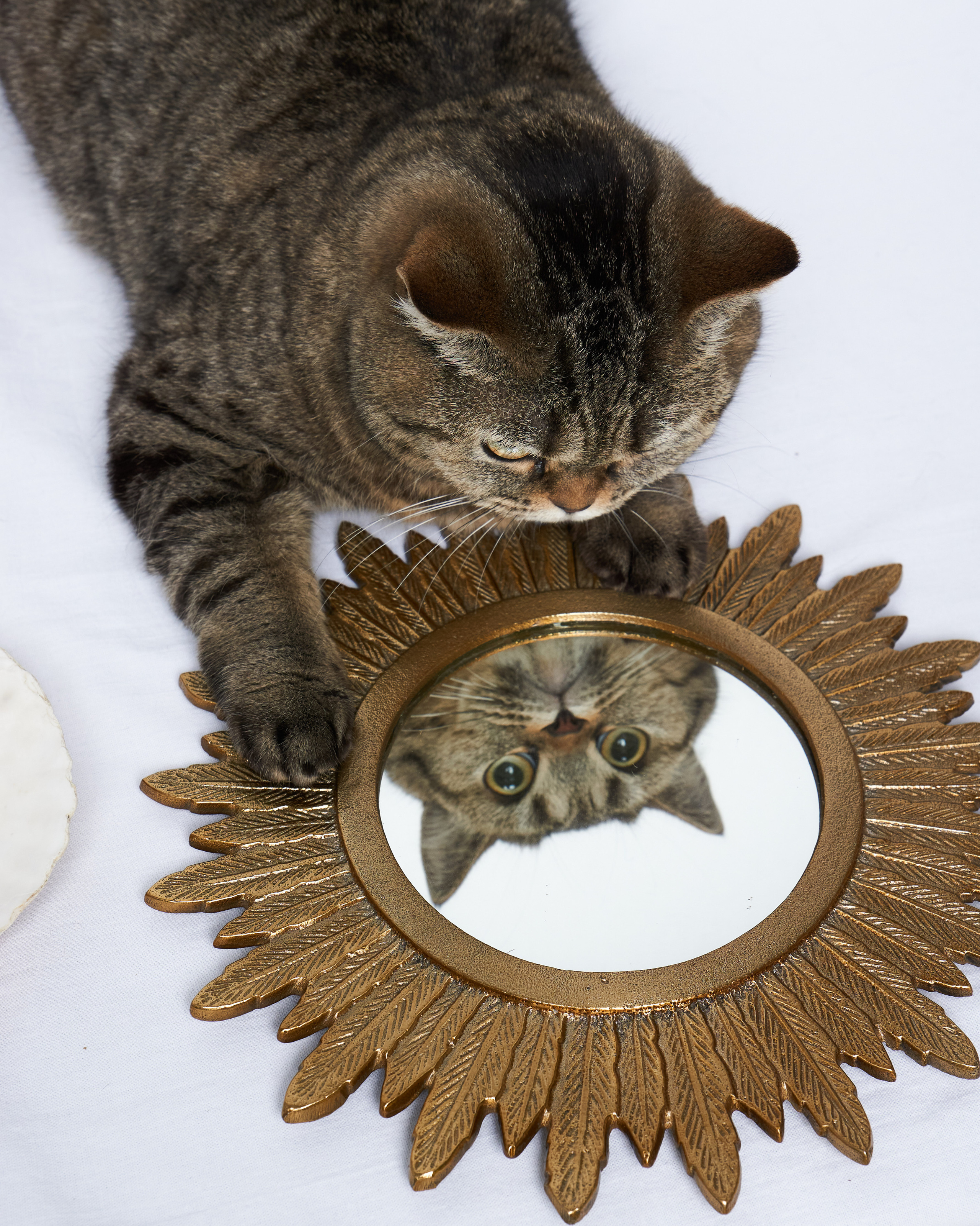 Cats. Фотограф для брендов одежды в Москве Diana Polupanenko