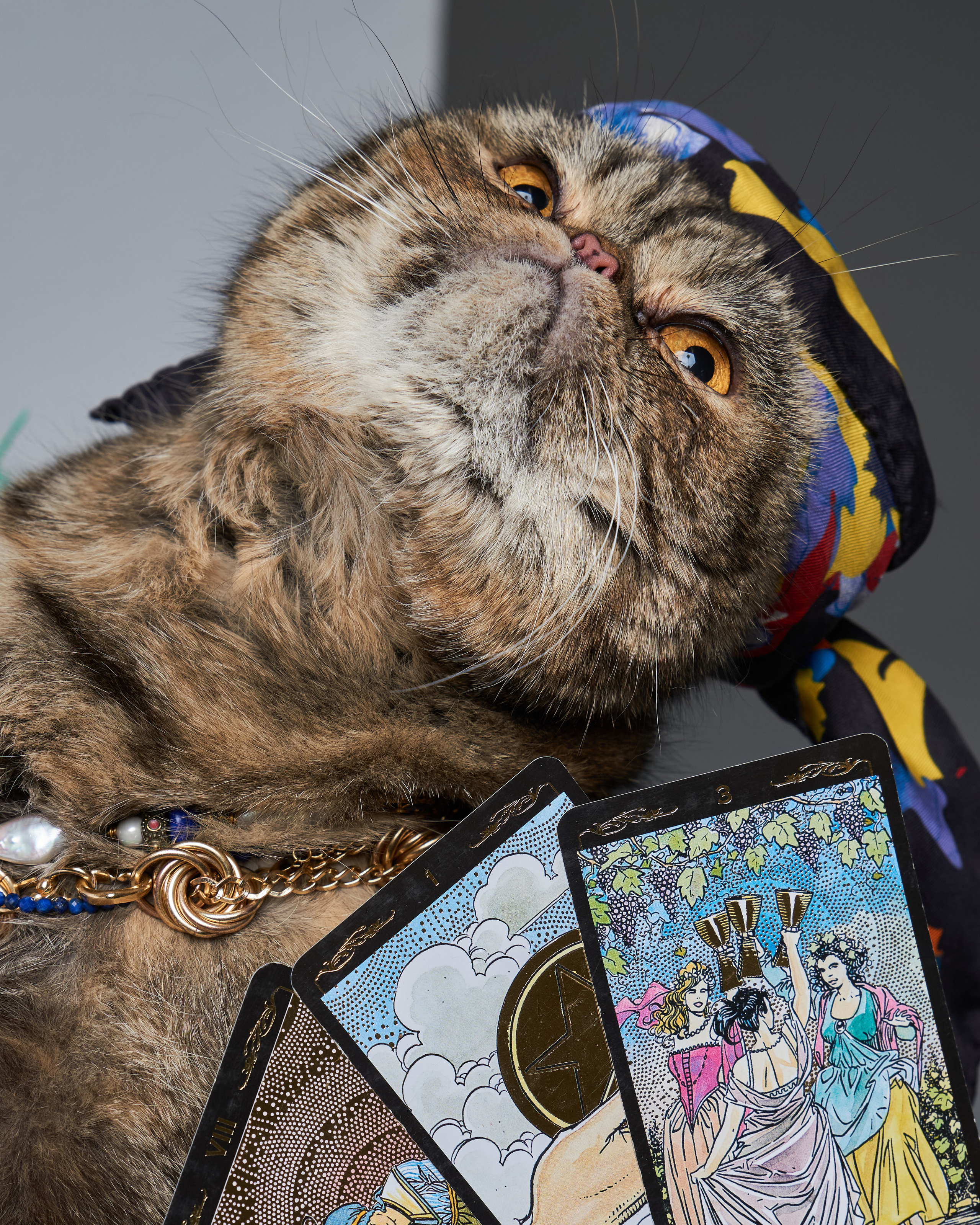 Cats. Фотограф для брендов одежды в Москве Diana Polupanenko