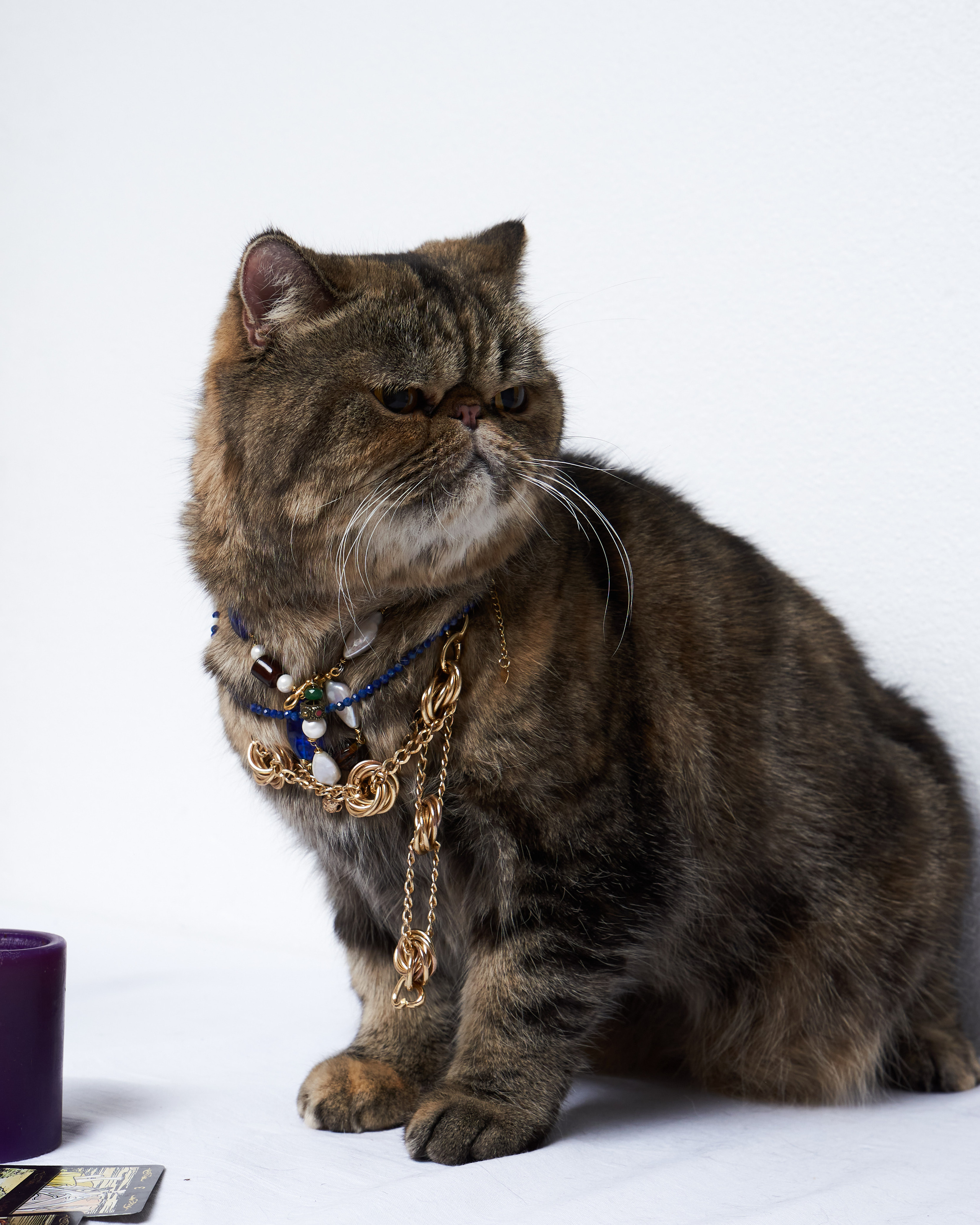 Cats. Фотограф для брендов одежды в Москве Diana Polupanenko