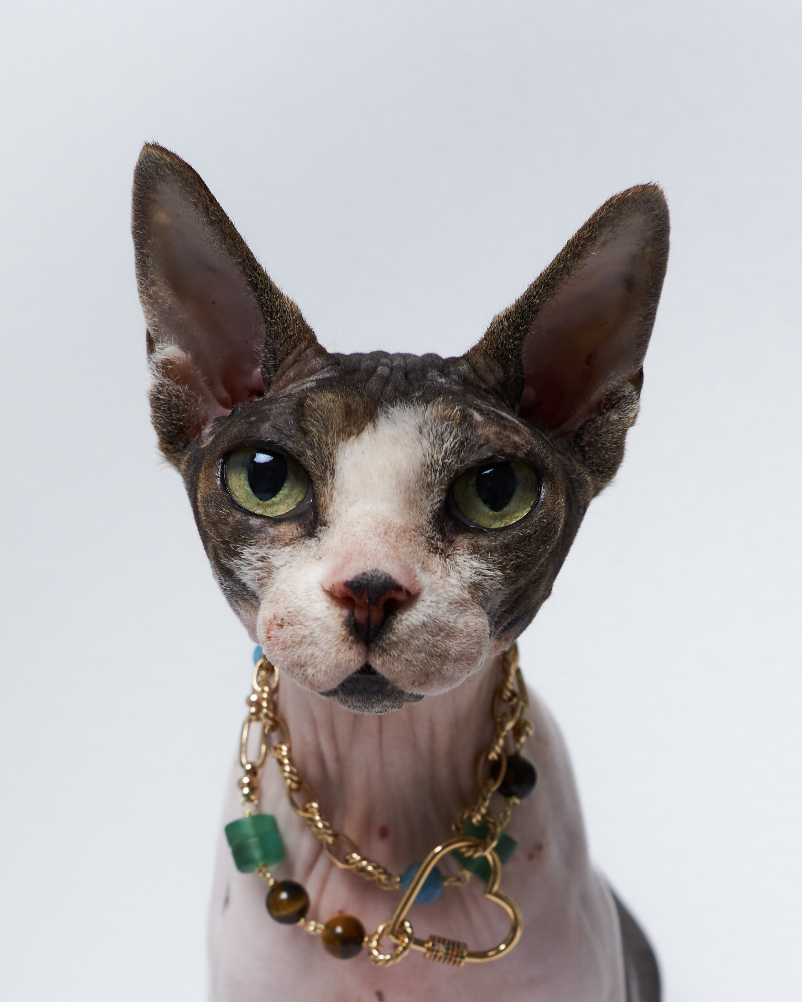 Cats. Фотограф для брендов одежды в Москве Diana Polupanenko