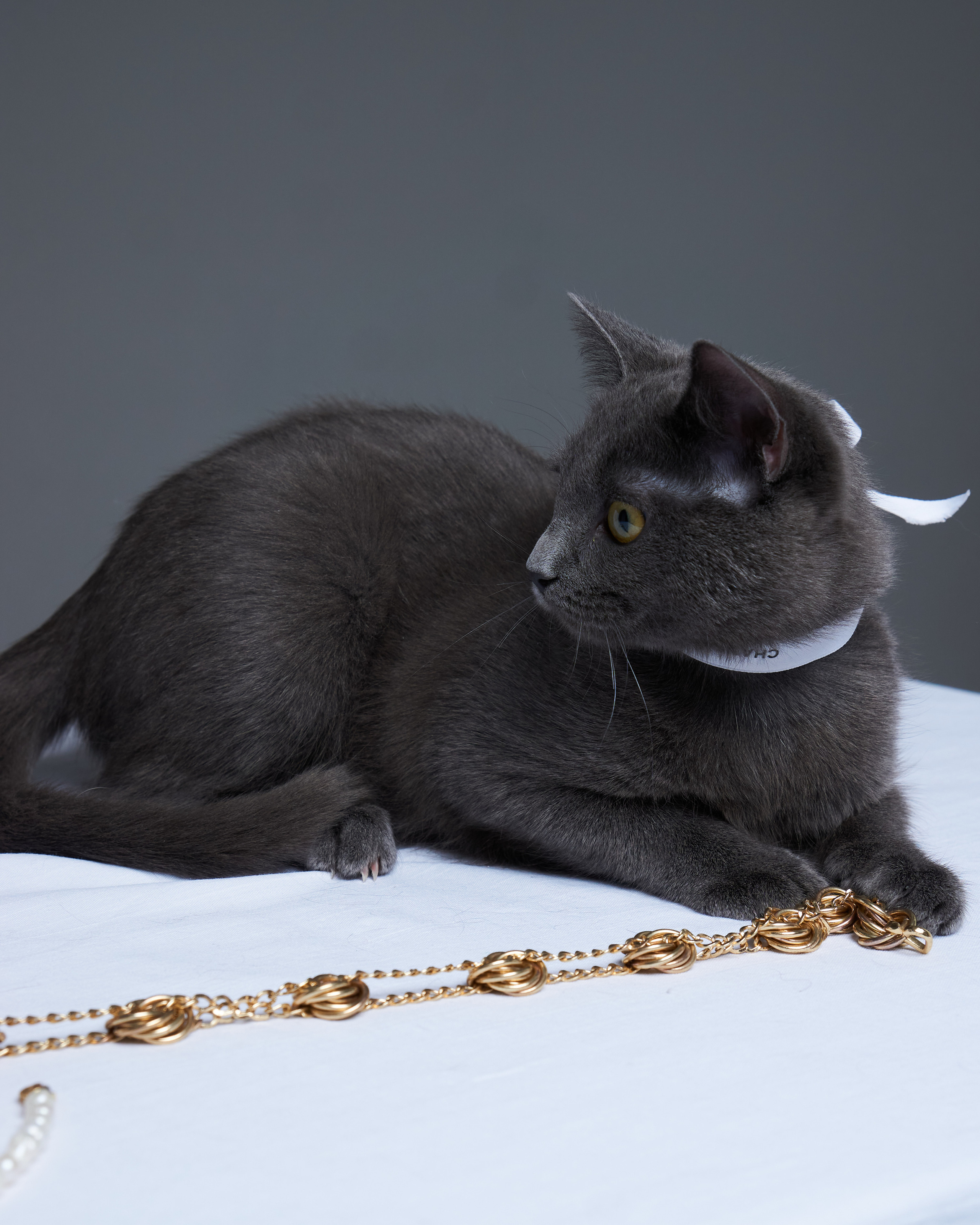 Cats. Фотограф для брендов одежды в Москве Diana Polupanenko