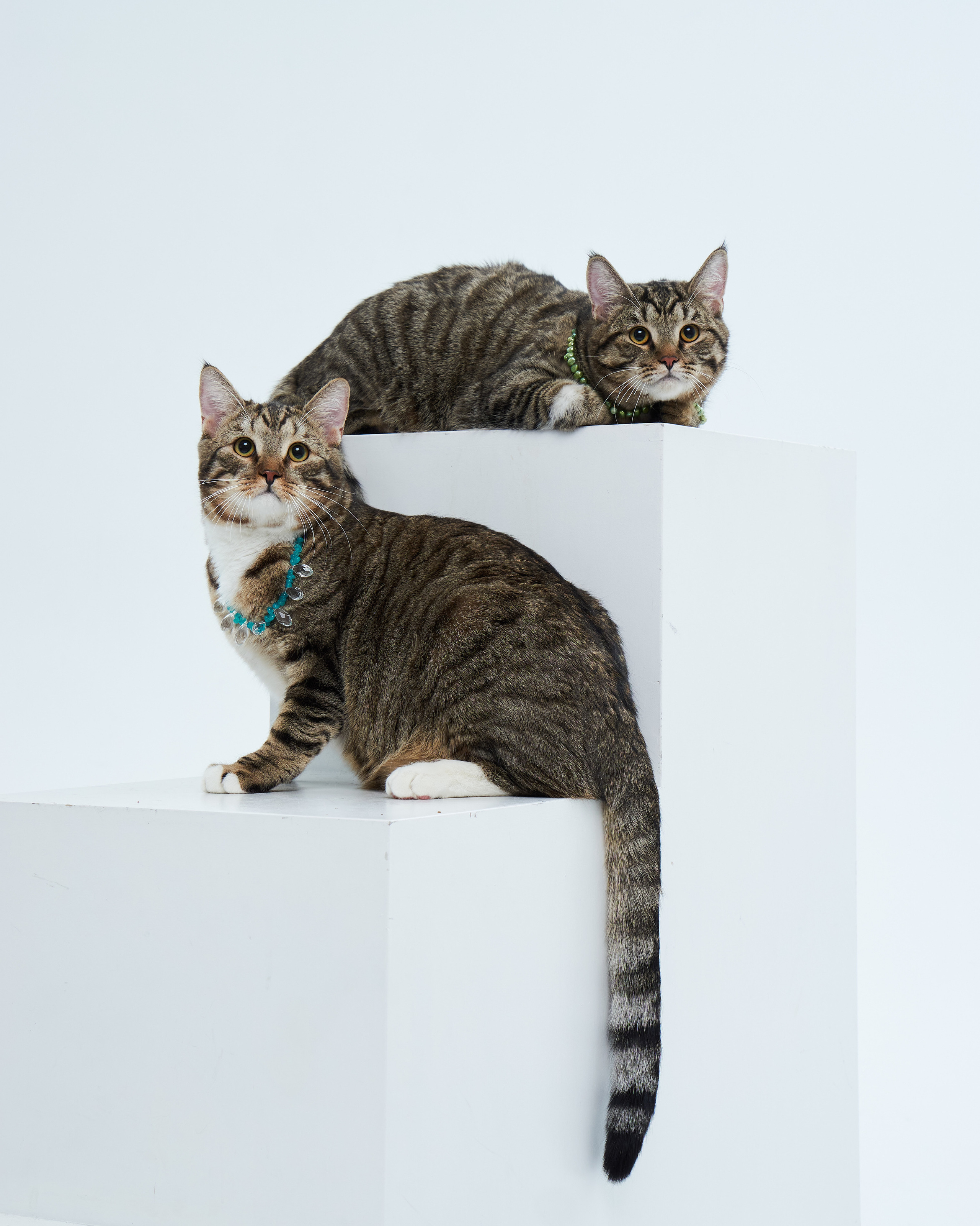 Cats. Фотограф для брендов одежды в Москве Diana Polupanenko