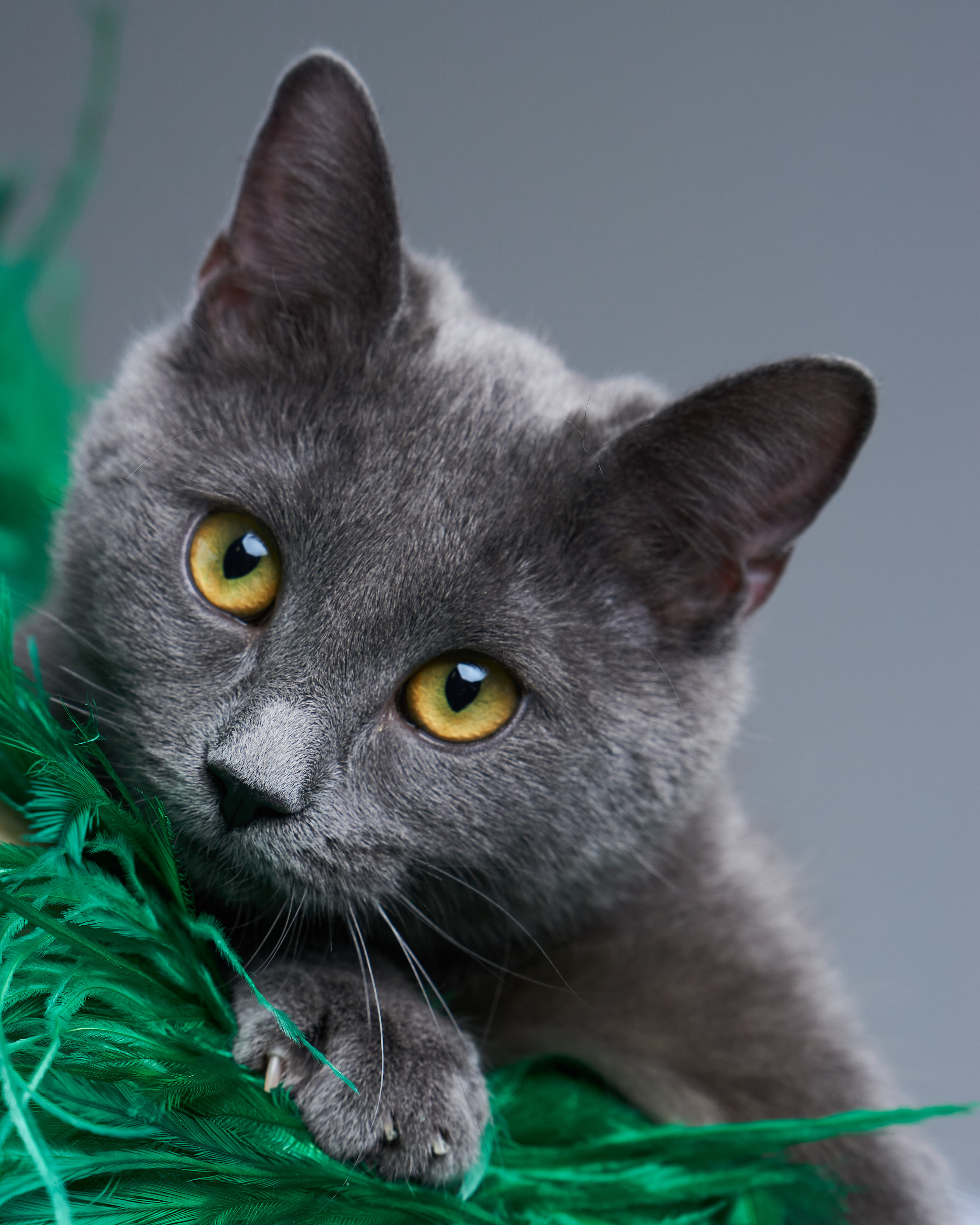 Cats. Фотограф для брендов одежды в Москве Diana Polupanenko