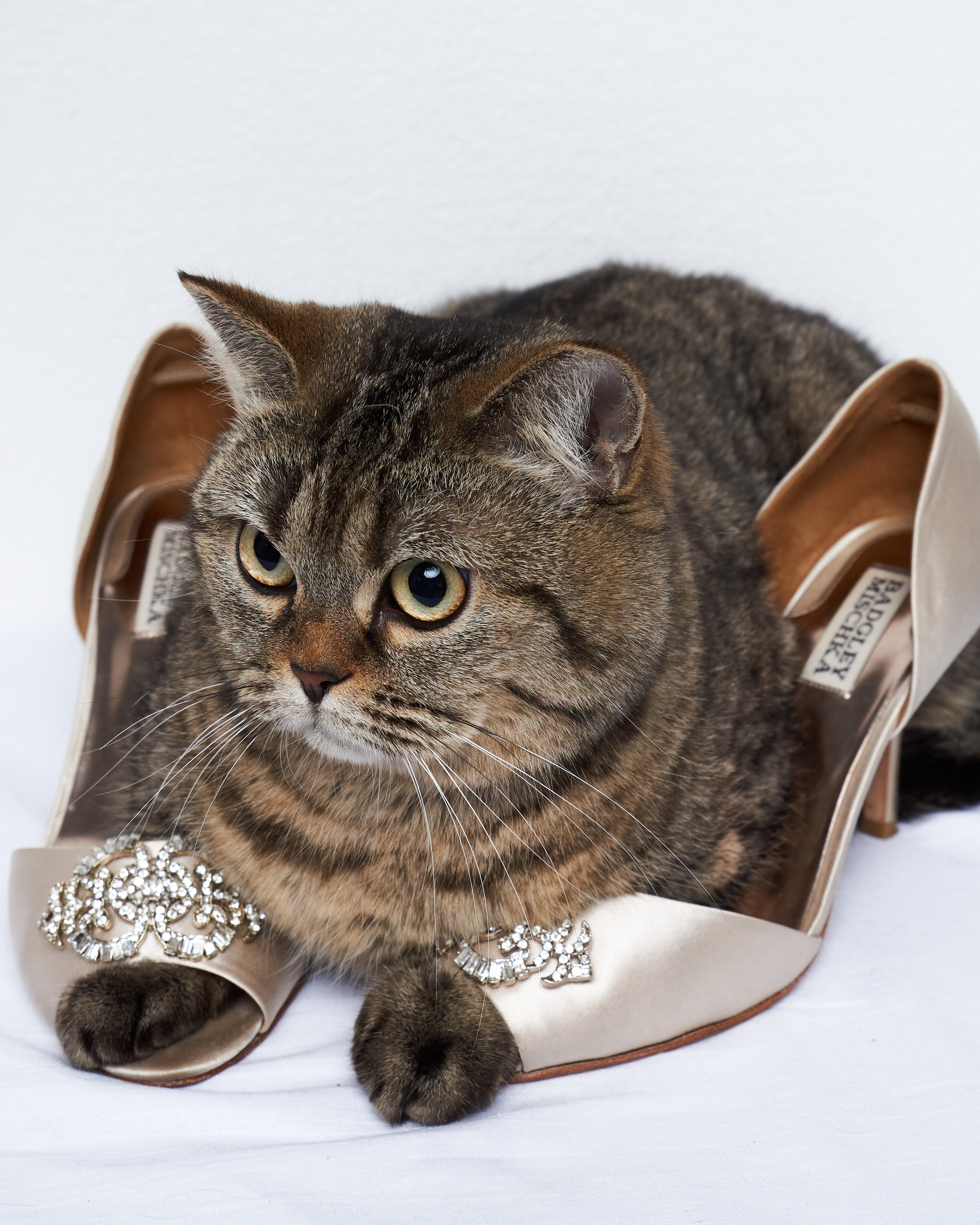Cats. Фотограф для брендов одежды в Москве Diana Polupanenko