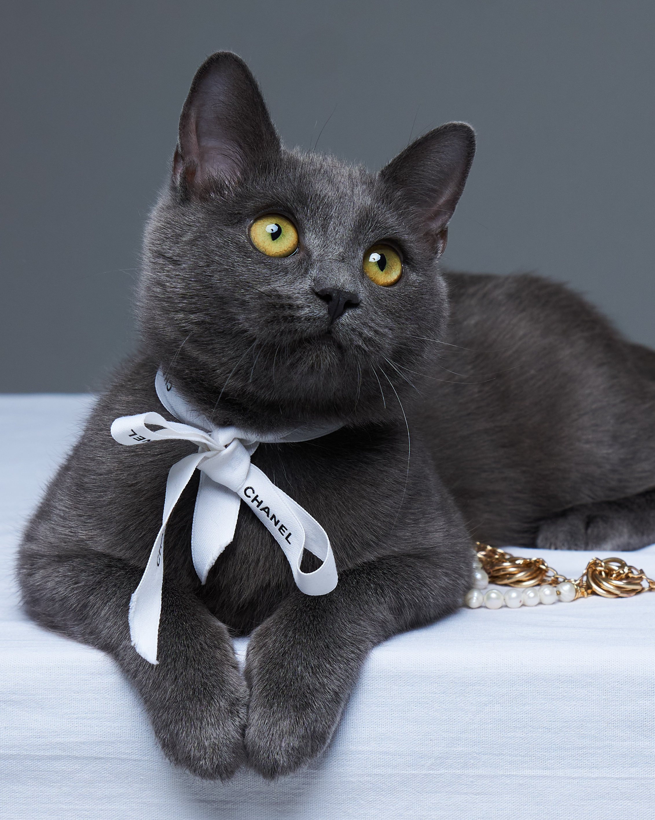 Cats. Фотограф для брендов одежды в Москве Diana Polupanenko