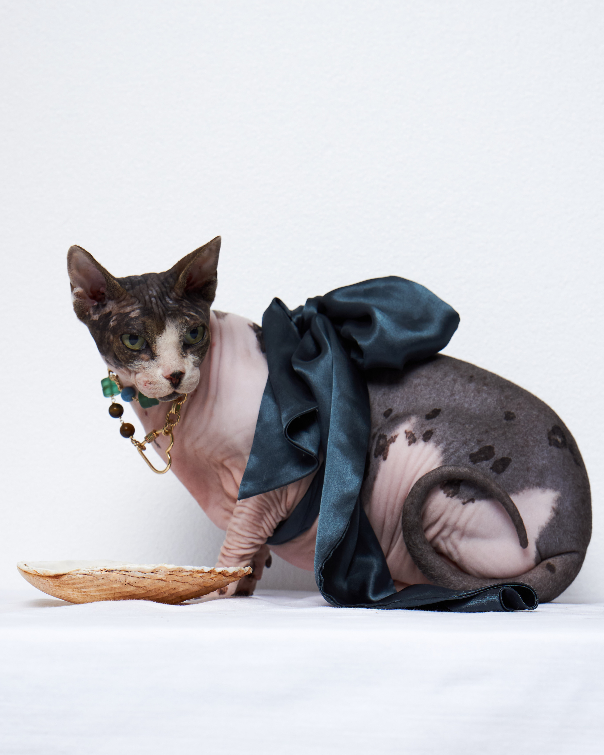 Cats. Фотограф для брендов одежды в Москве Diana Polupanenko