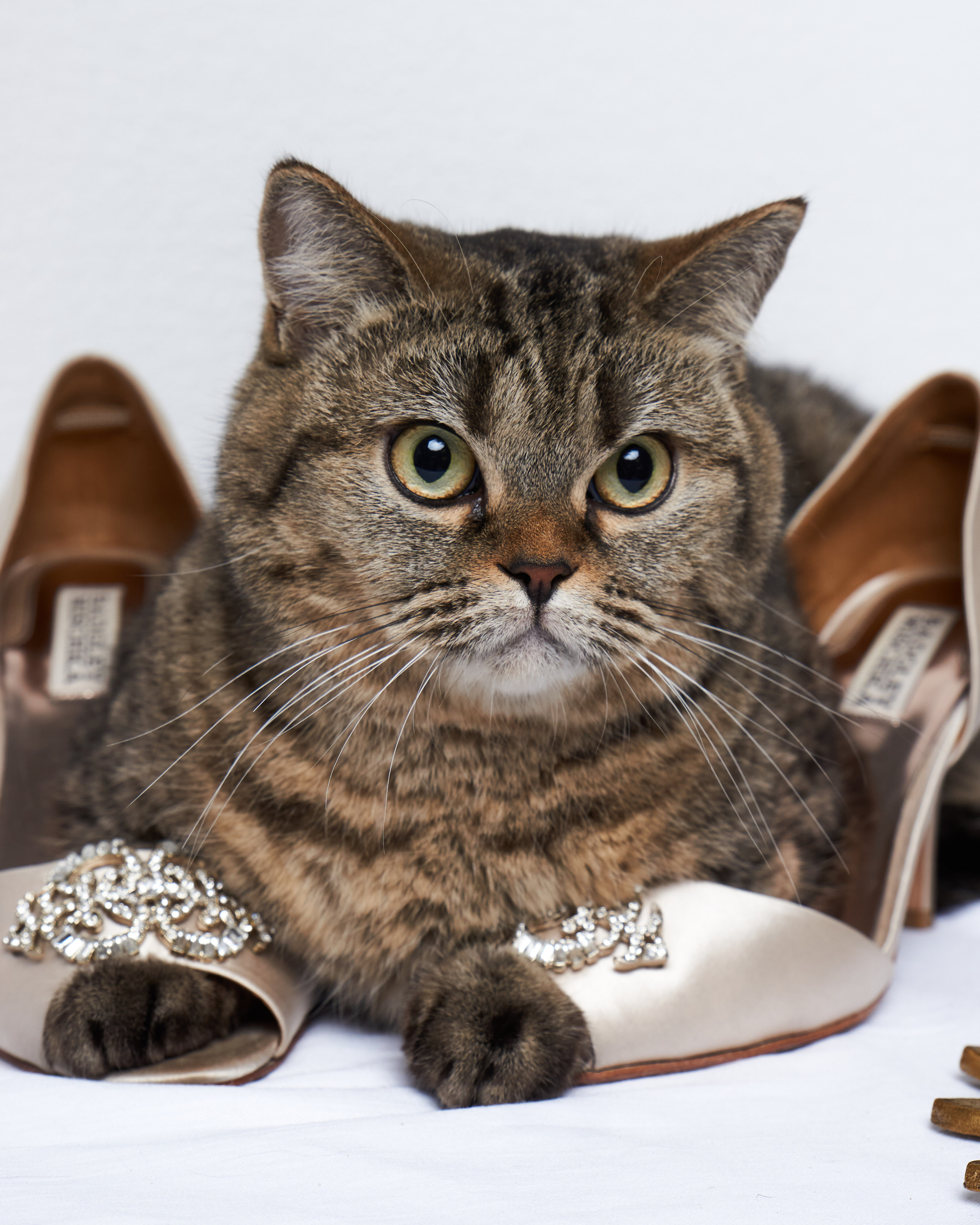 Cats. Фотограф для брендов одежды в Москве Diana Polupanenko