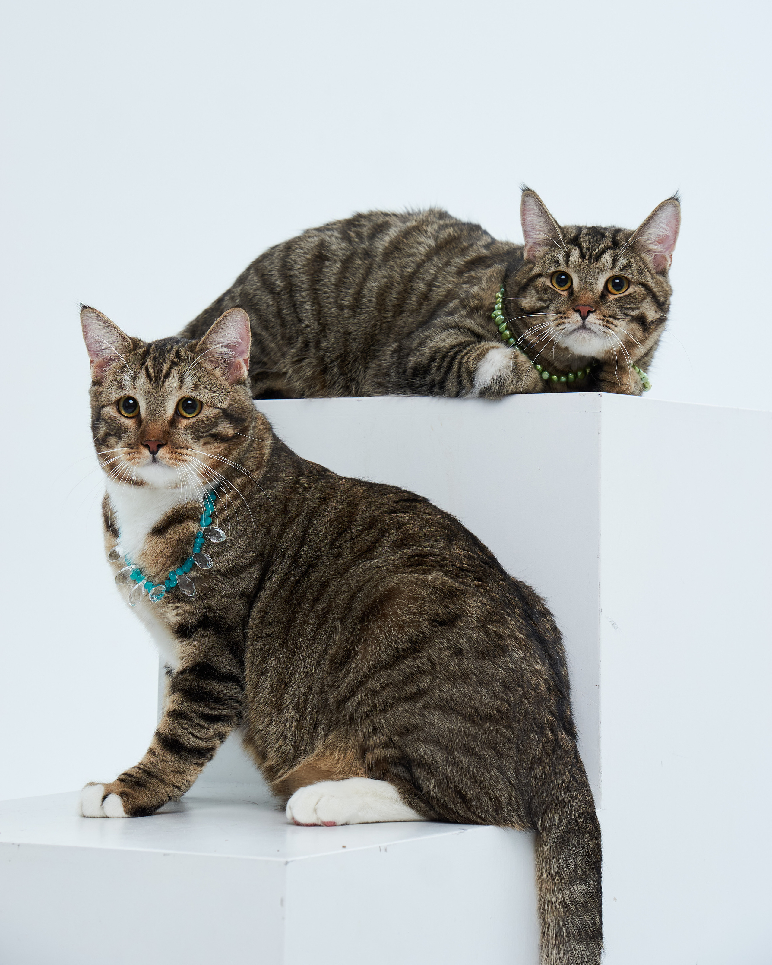 Cats. Фотограф для брендов одежды в Москве Diana Polupanenko