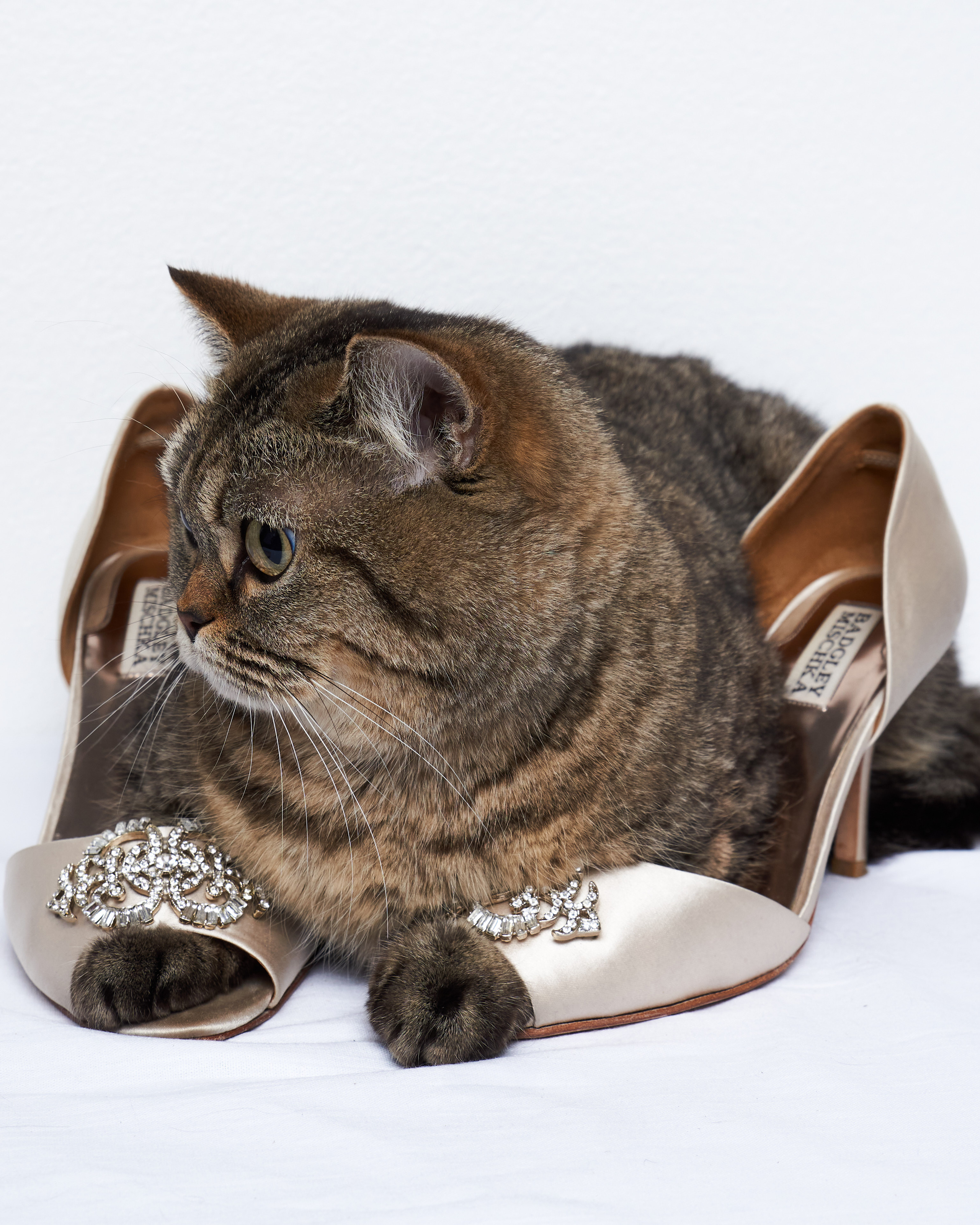 Cats. Фотограф для брендов одежды в Москве Diana Polupanenko