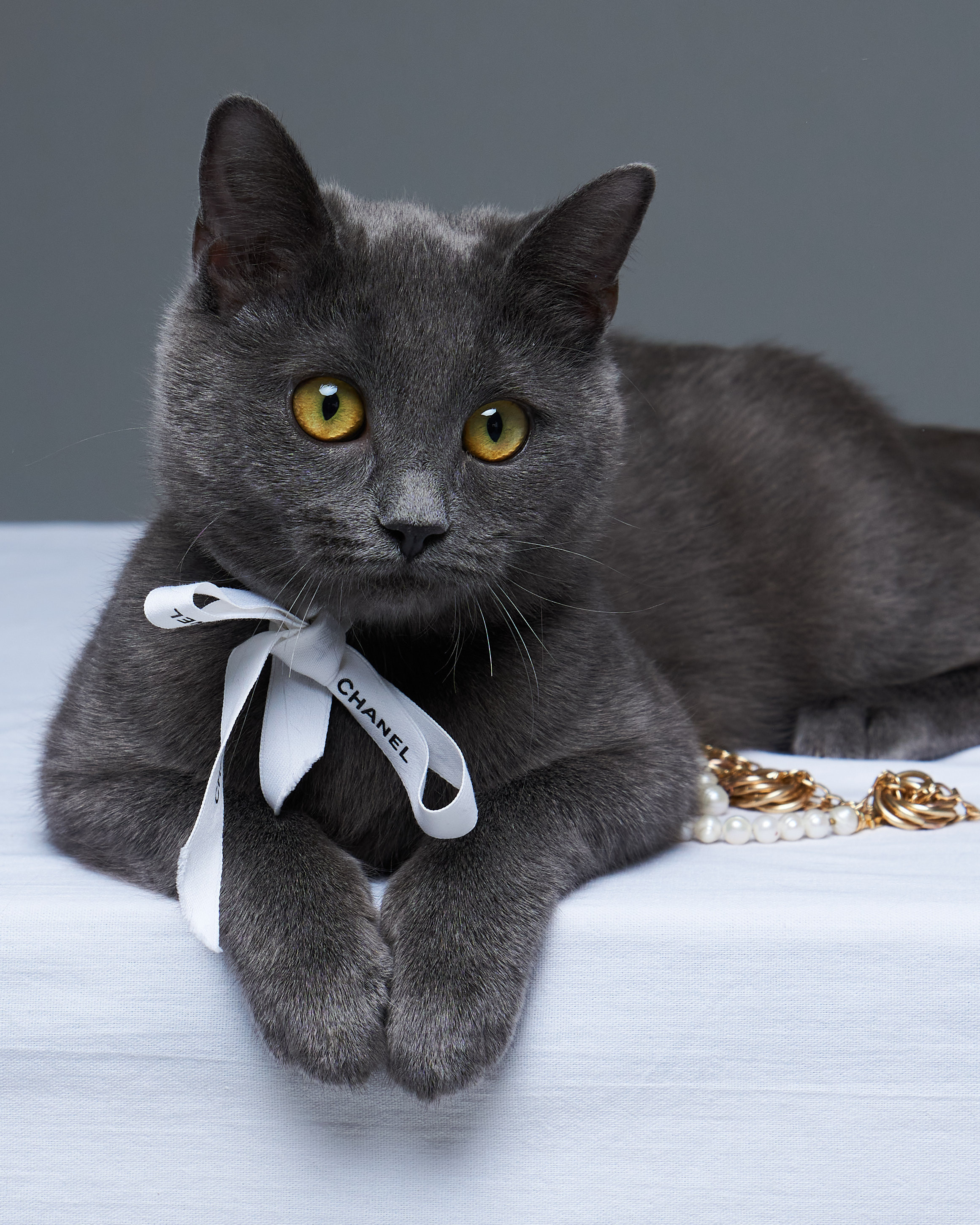 Cats. Фотограф для брендов одежды в Москве Diana Polupanenko