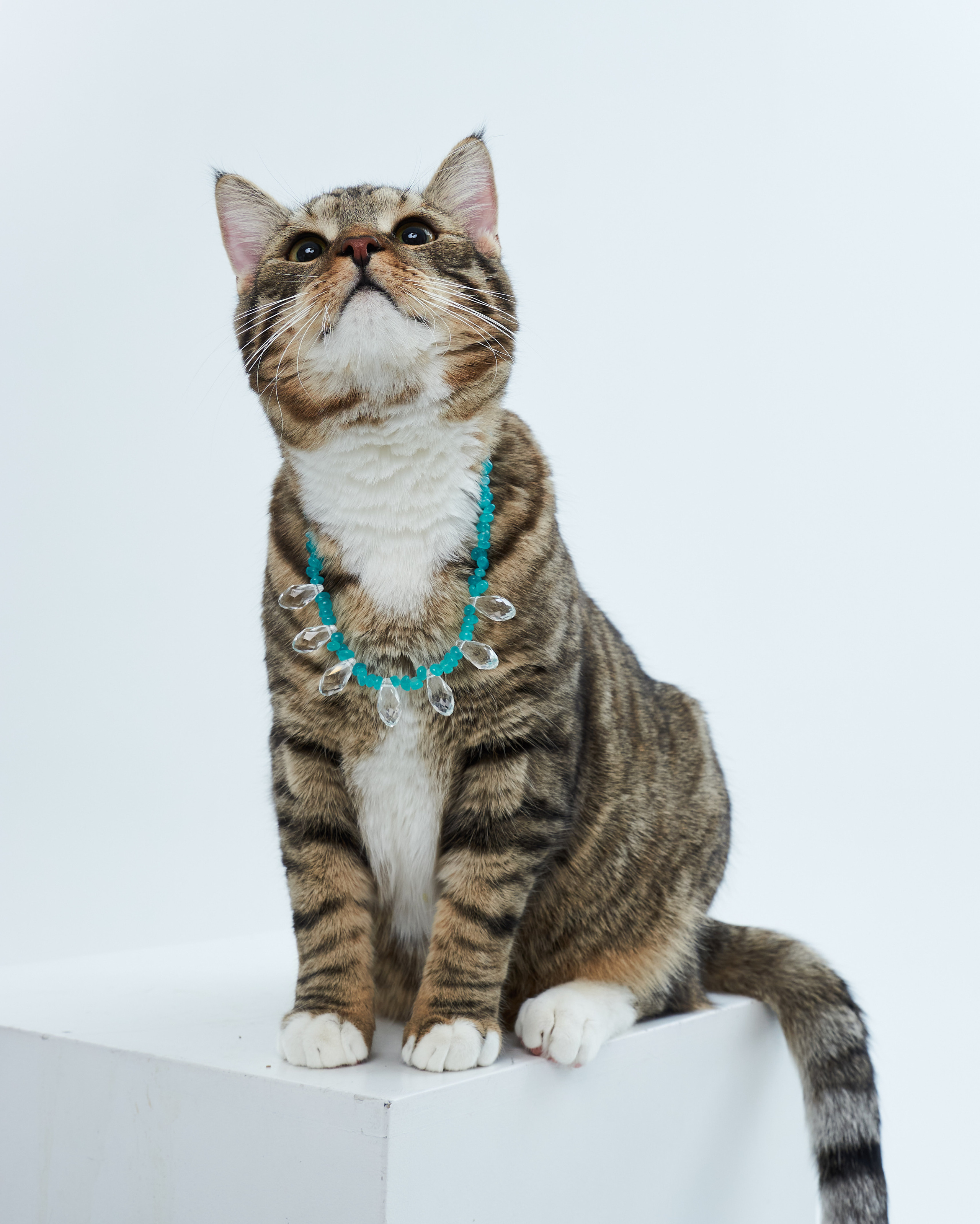 Cats. Фотограф для брендов одежды в Москве Diana Polupanenko