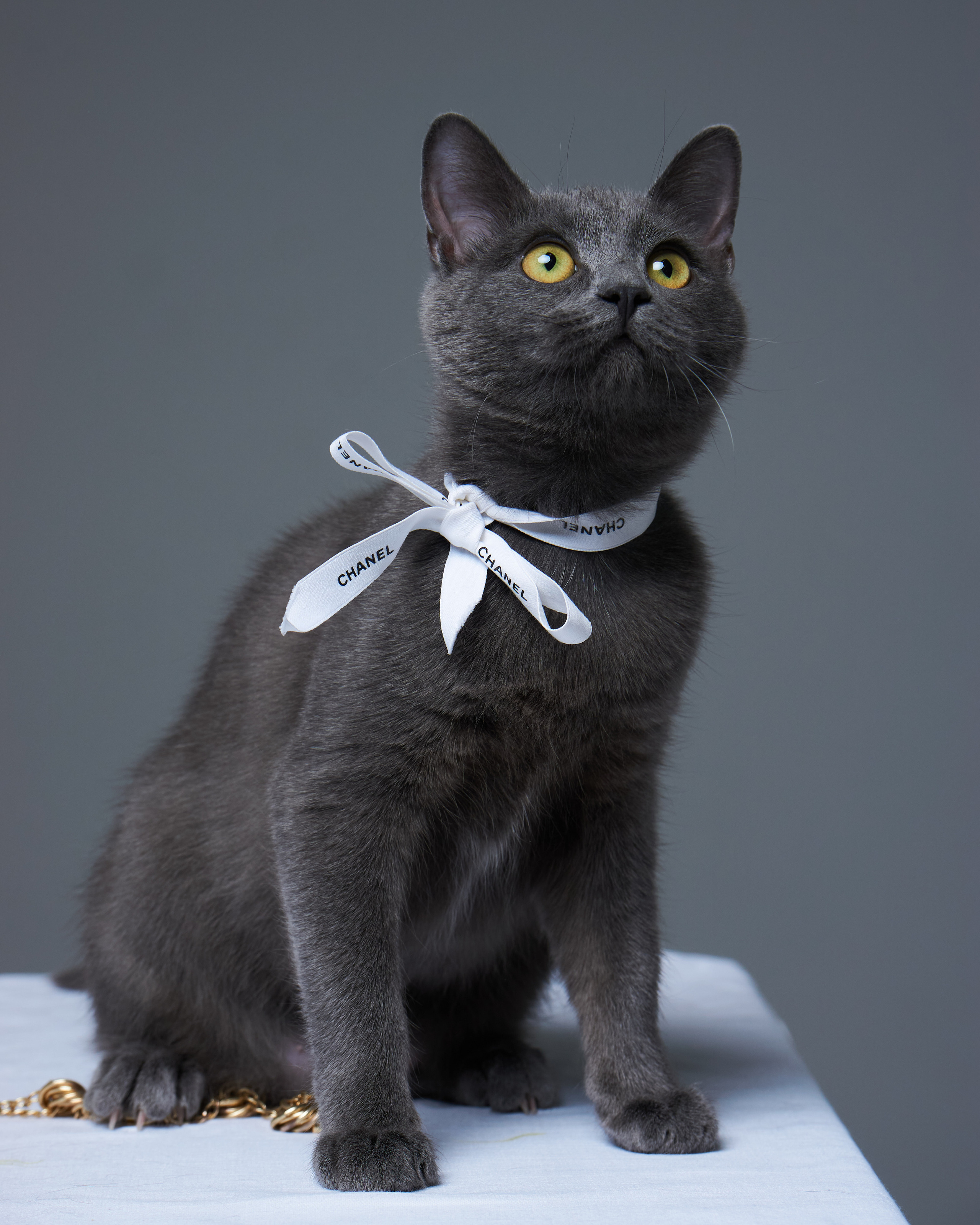 Cats. Фотограф для брендов одежды в Москве Diana Polupanenko