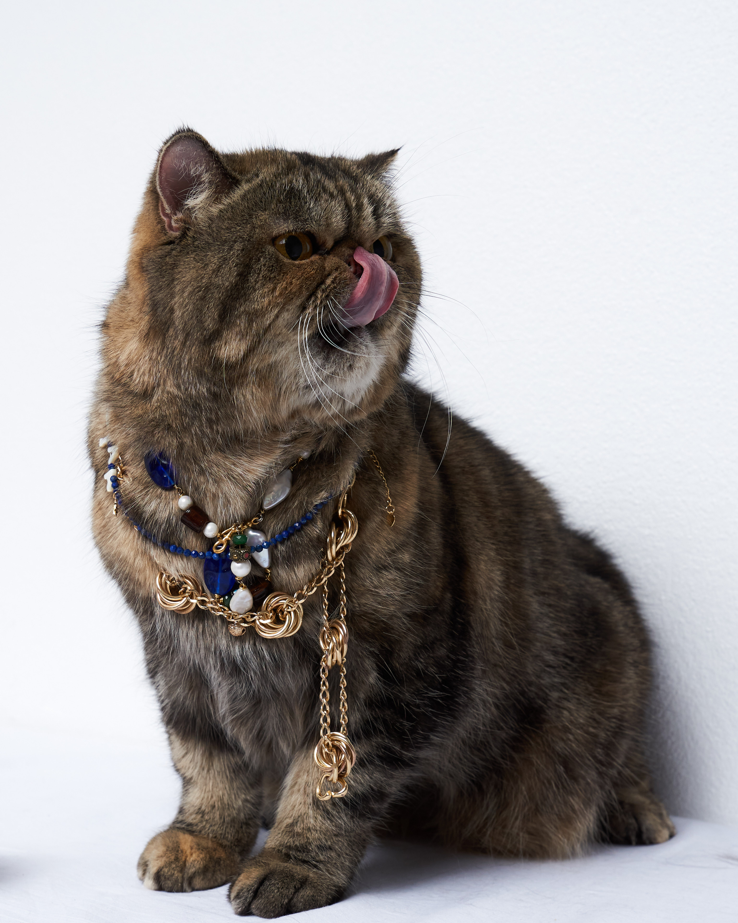 Cats. Фотограф для брендов одежды в Москве Diana Polupanenko