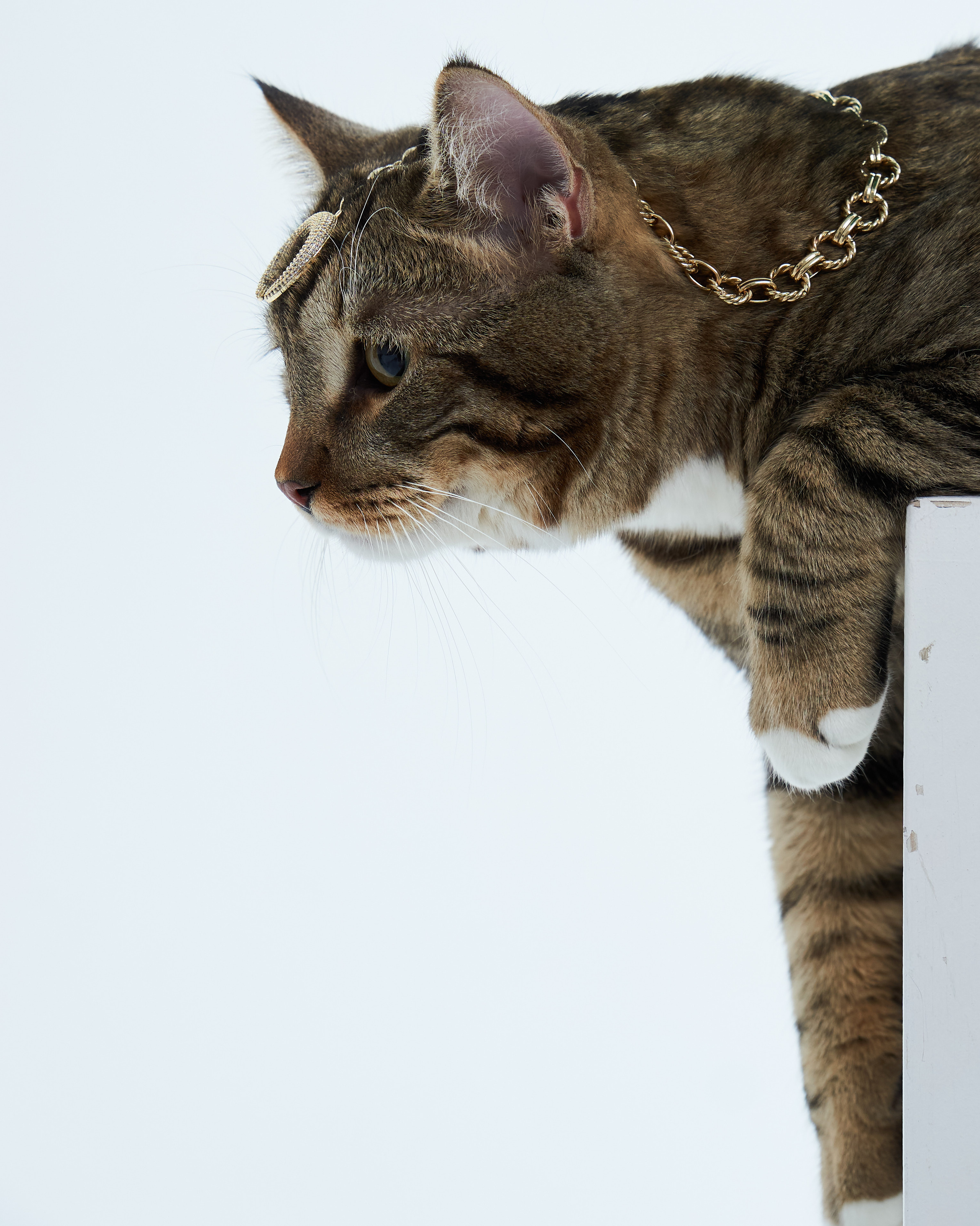 Cats. Фотограф для брендов одежды в Москве Diana Polupanenko