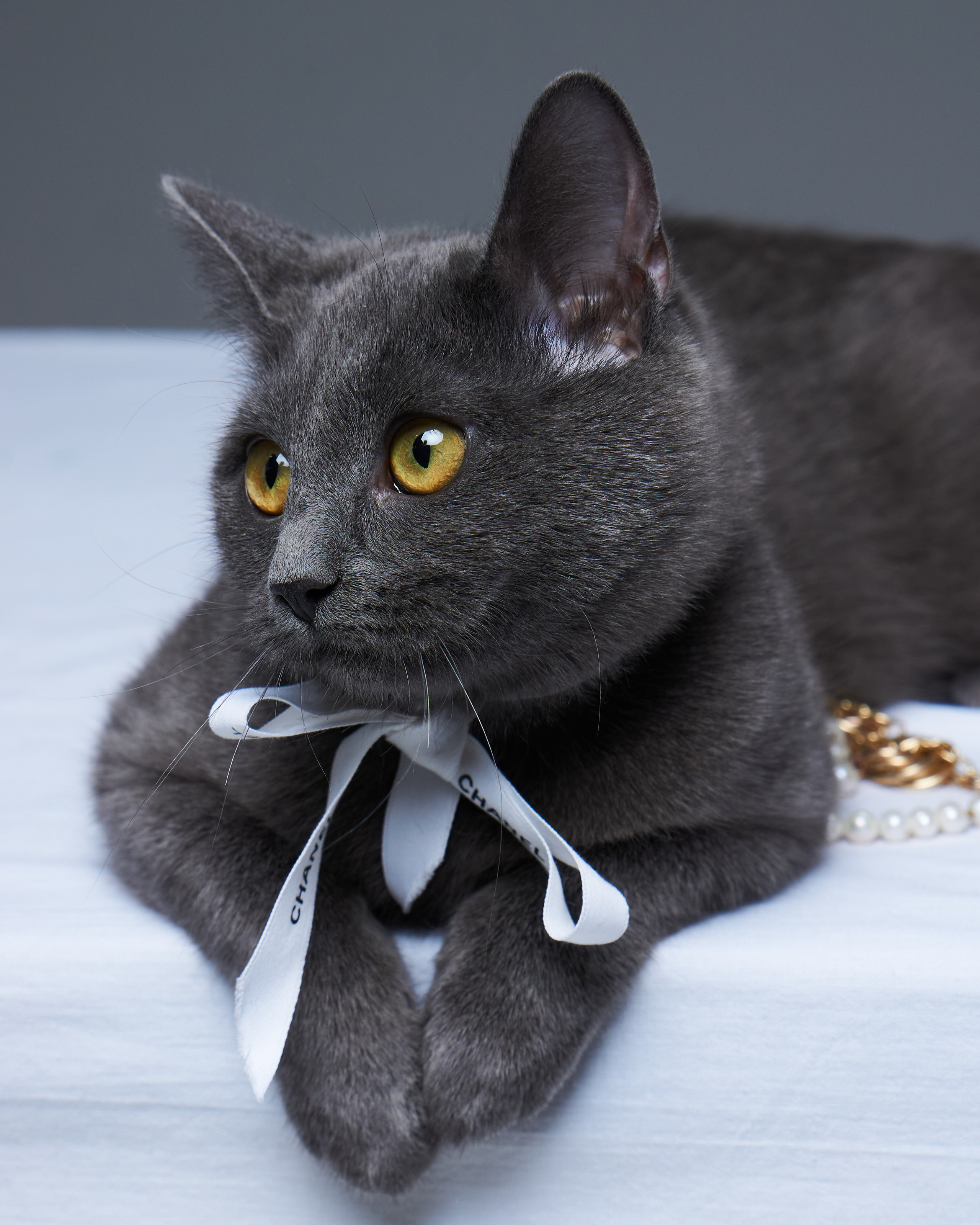 Cats. Фотограф для брендов одежды в Москве Diana Polupanenko