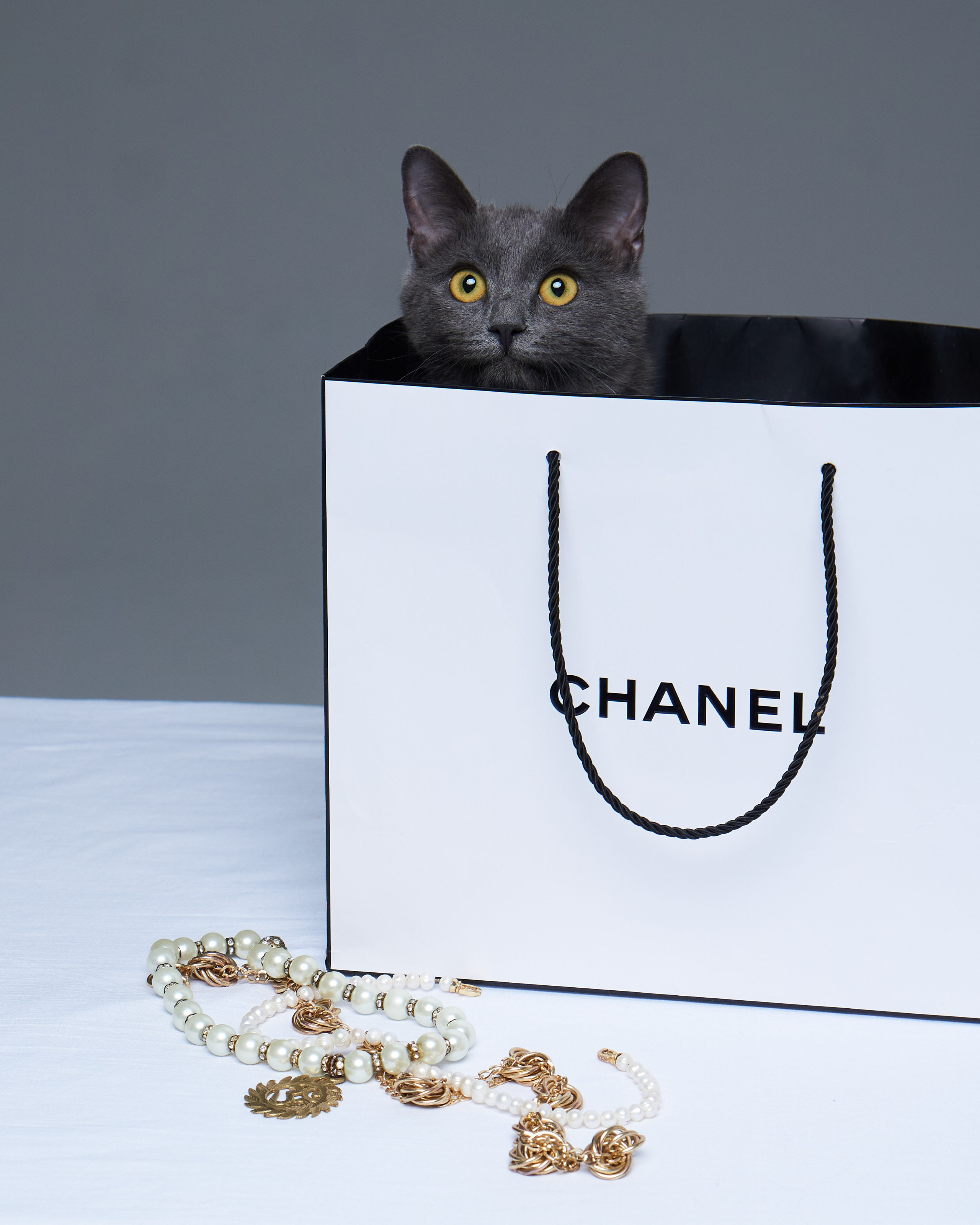 Cats. Фотограф для брендов одежды в Москве Diana Polupanenko