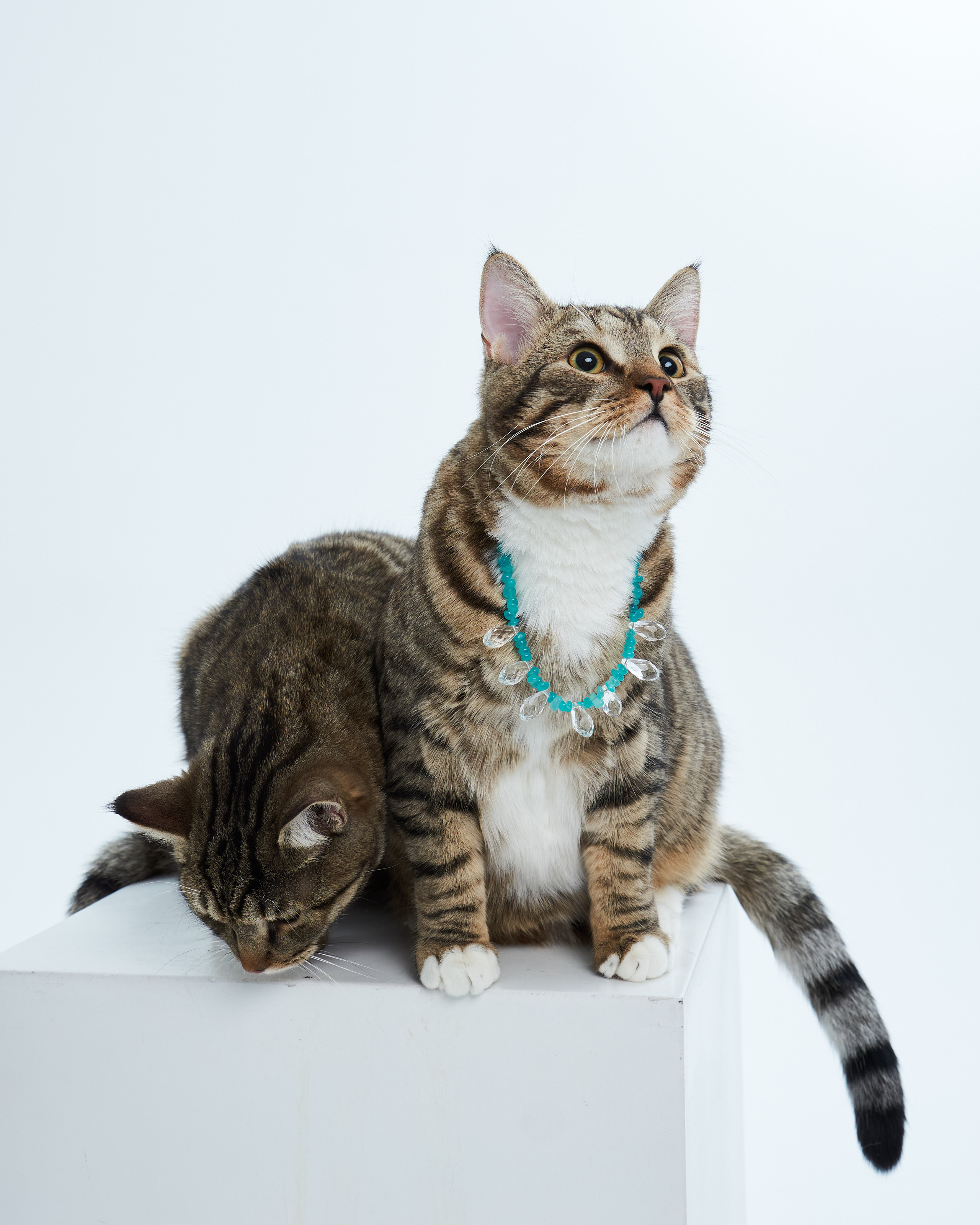 Cats. Фотограф для брендов одежды в Москве Diana Polupanenko