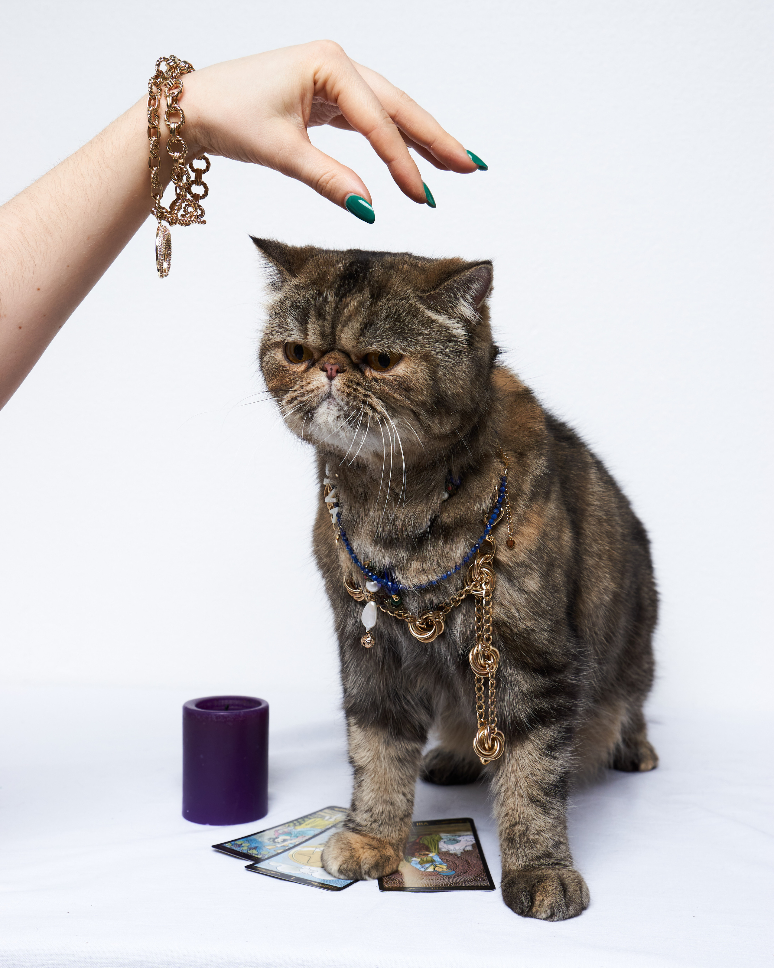 Cats. Фотограф для брендов одежды в Москве Diana Polupanenko