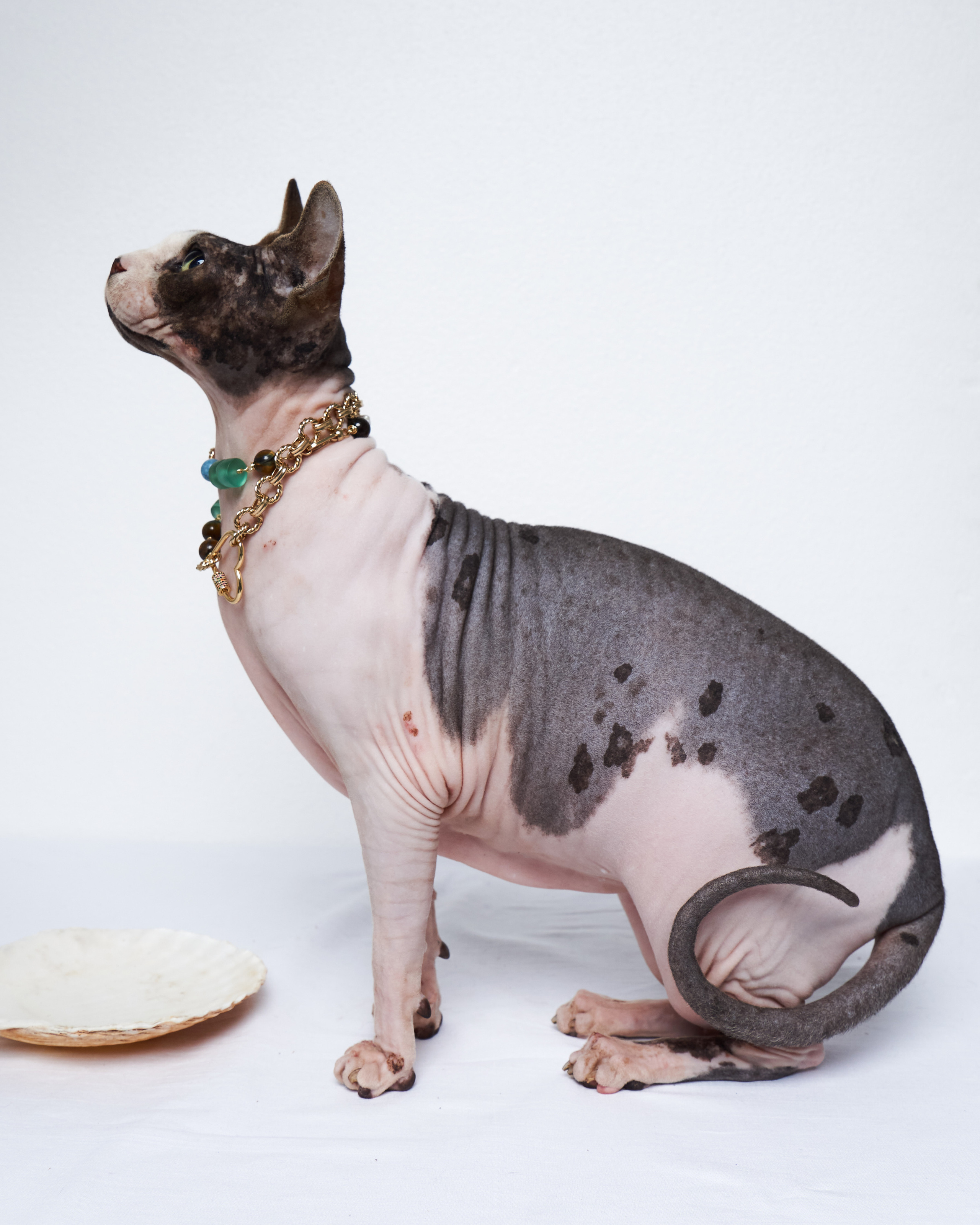 Cats. Фотограф для брендов одежды в Москве Diana Polupanenko