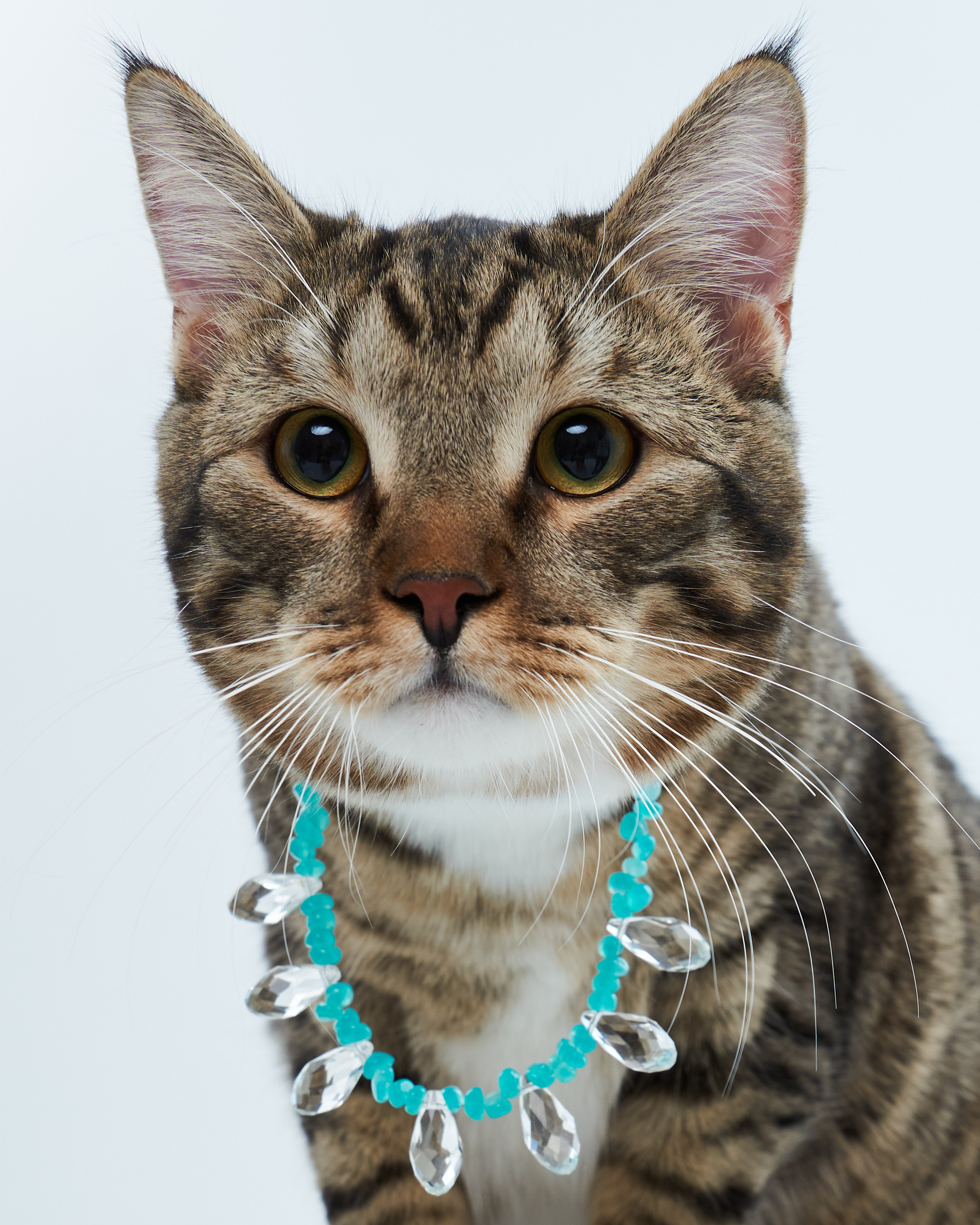 Cats. Фотограф для брендов одежды в Москве Diana Polupanenko