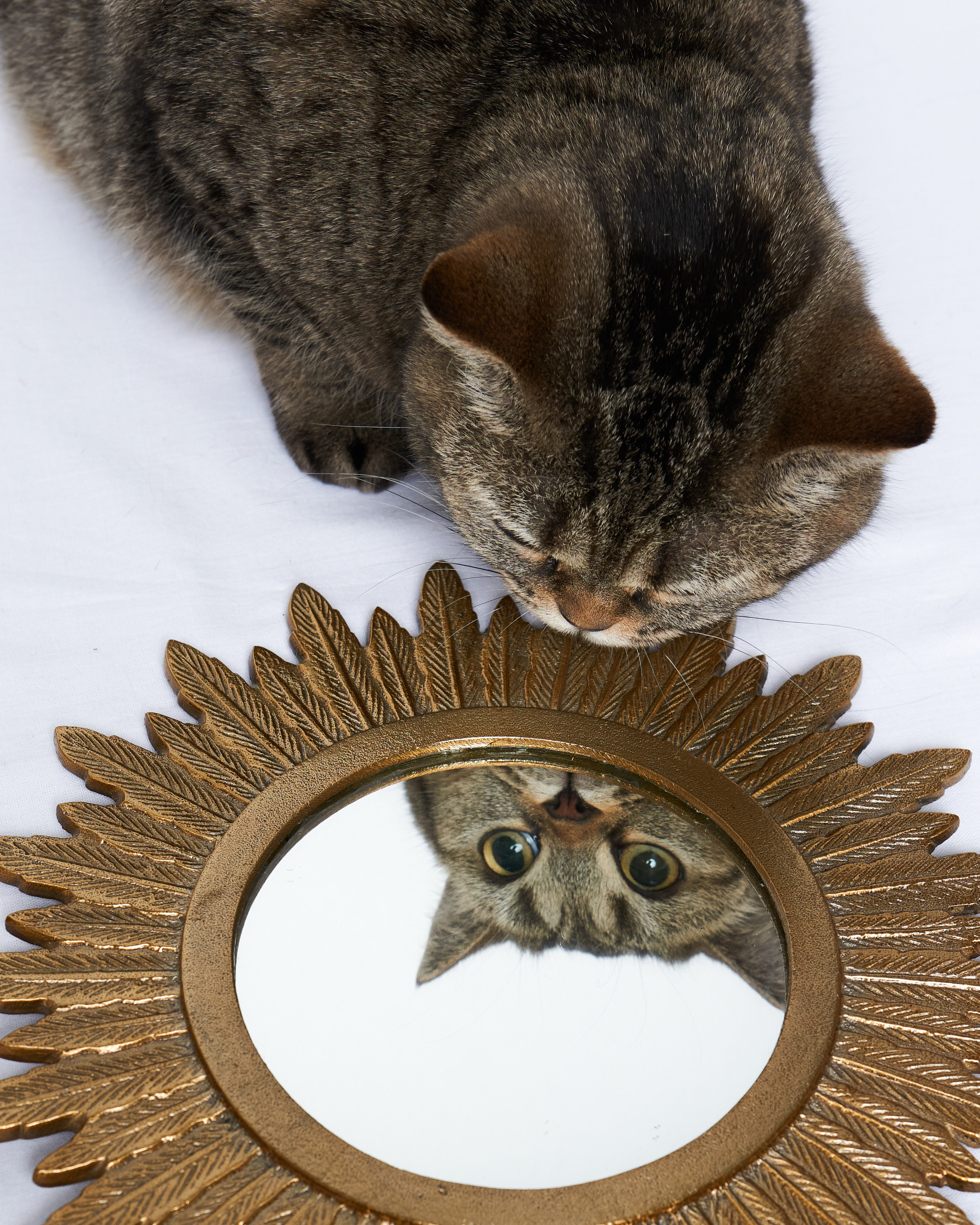 Cats. Фотограф для брендов одежды в Москве Diana Polupanenko