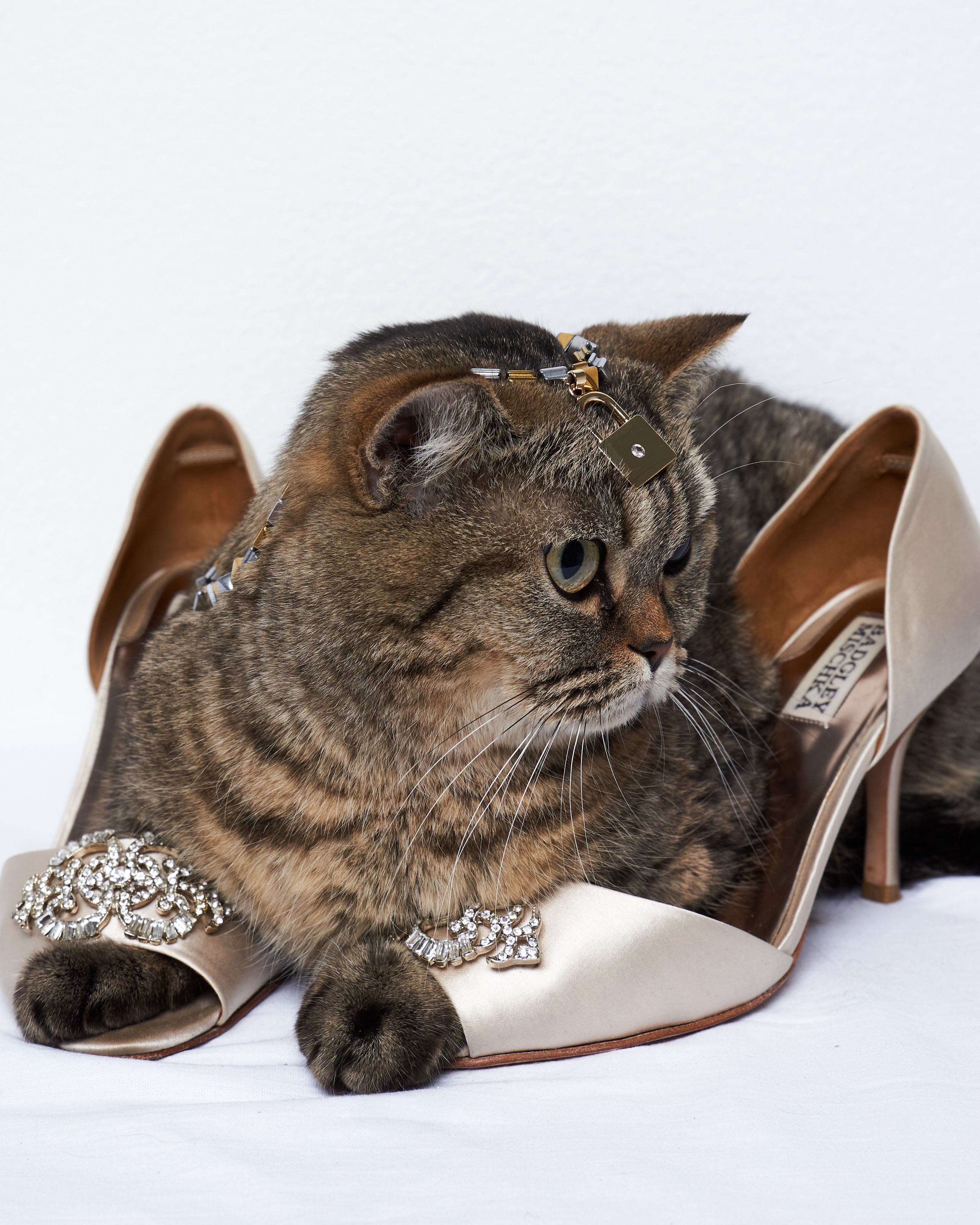 Cats. Фотограф для брендов одежды в Москве Diana Polupanenko