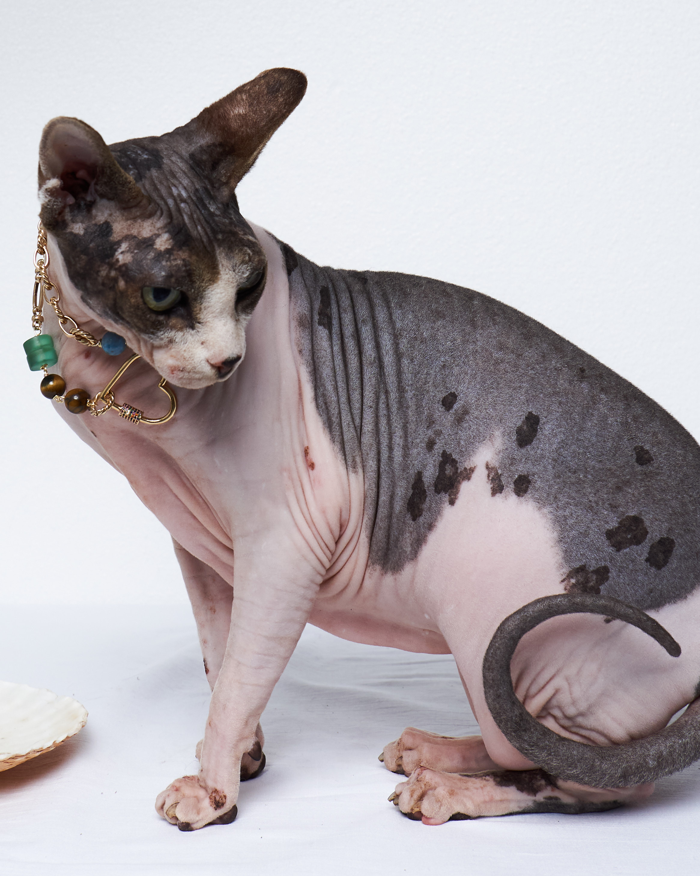 Cats. Фотограф для брендов одежды в Москве Diana Polupanenko