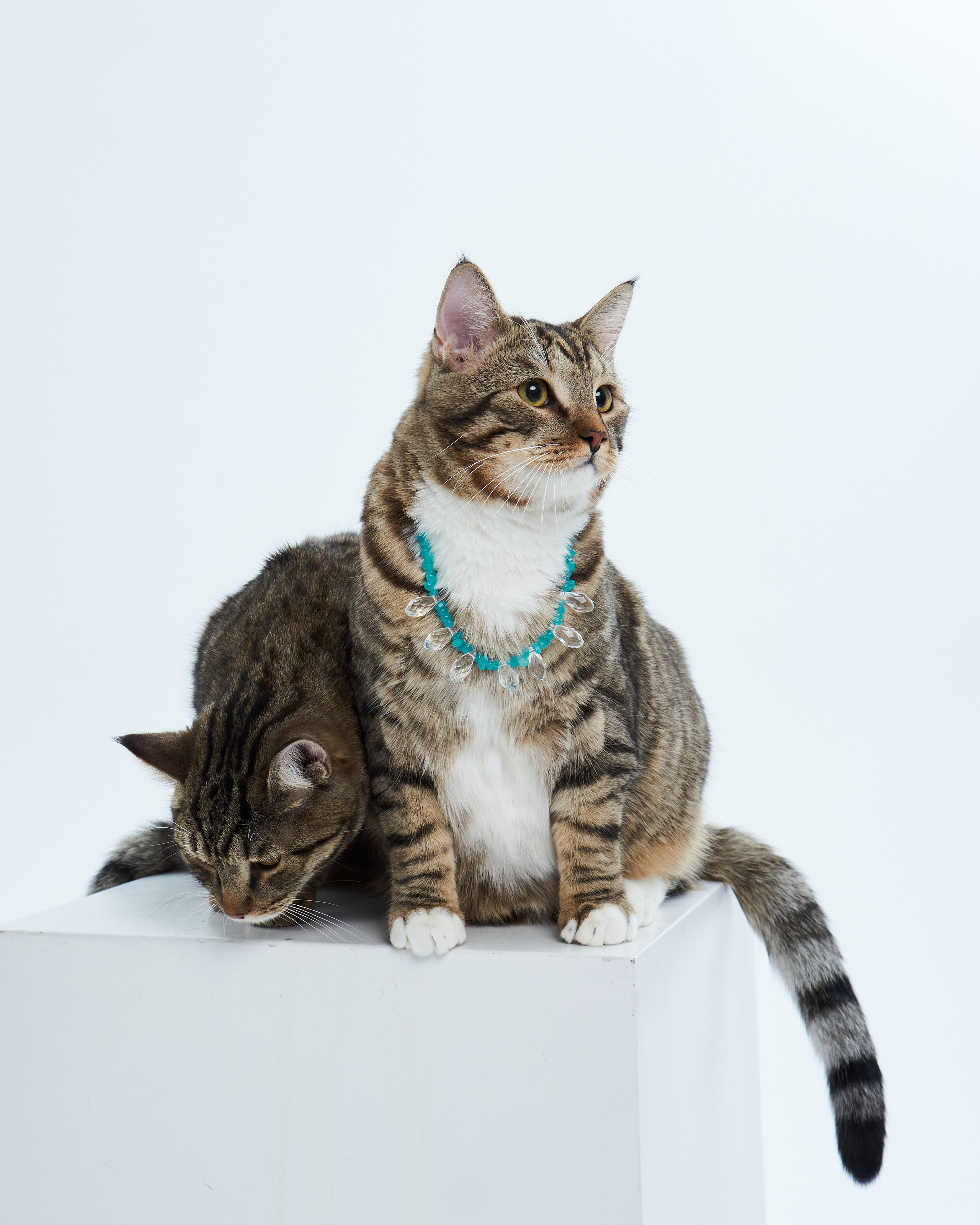 Cats. Фотограф для брендов одежды в Москве Diana Polupanenko