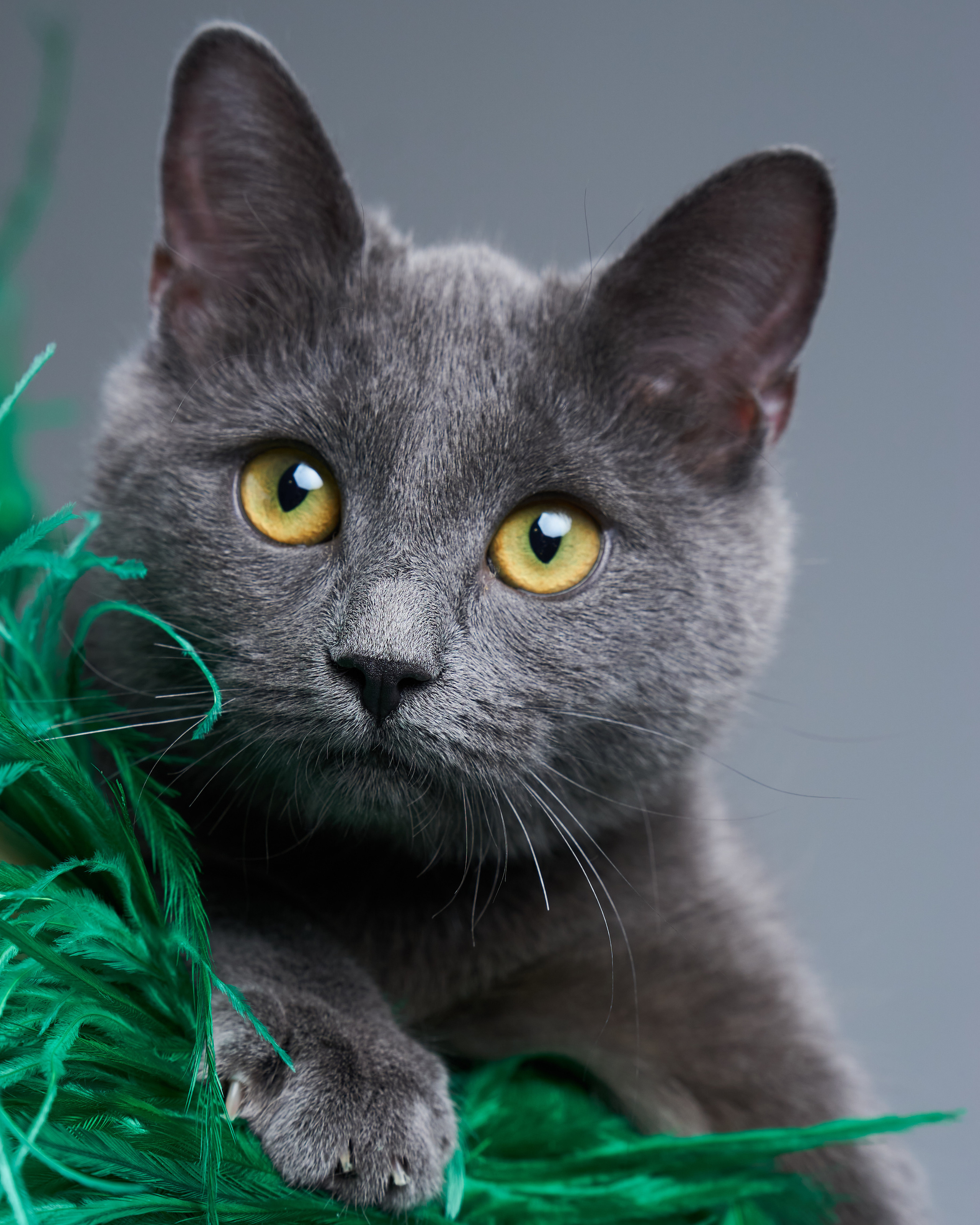 Cats. Фотограф для брендов одежды в Москве Diana Polupanenko