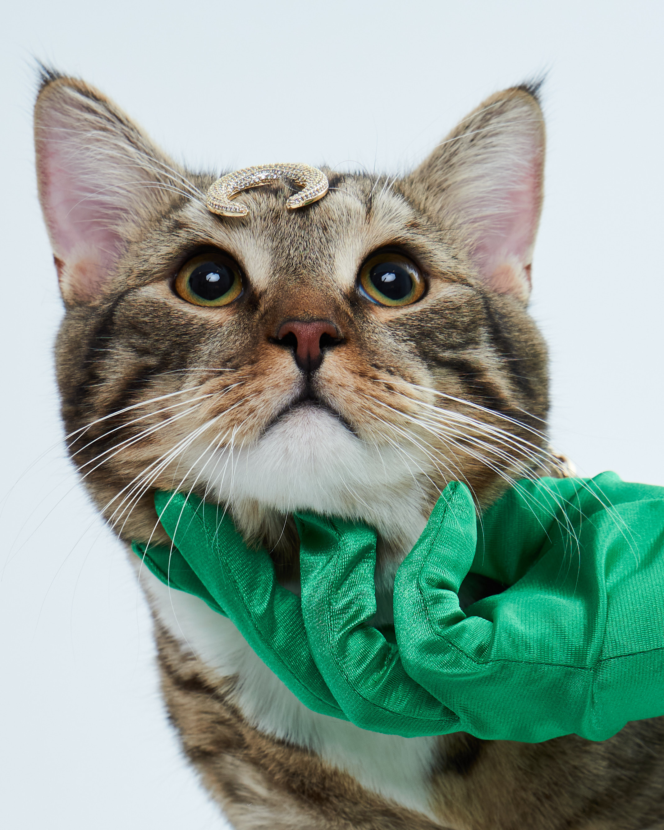 Cats. Фотограф для брендов одежды в Москве Diana Polupanenko